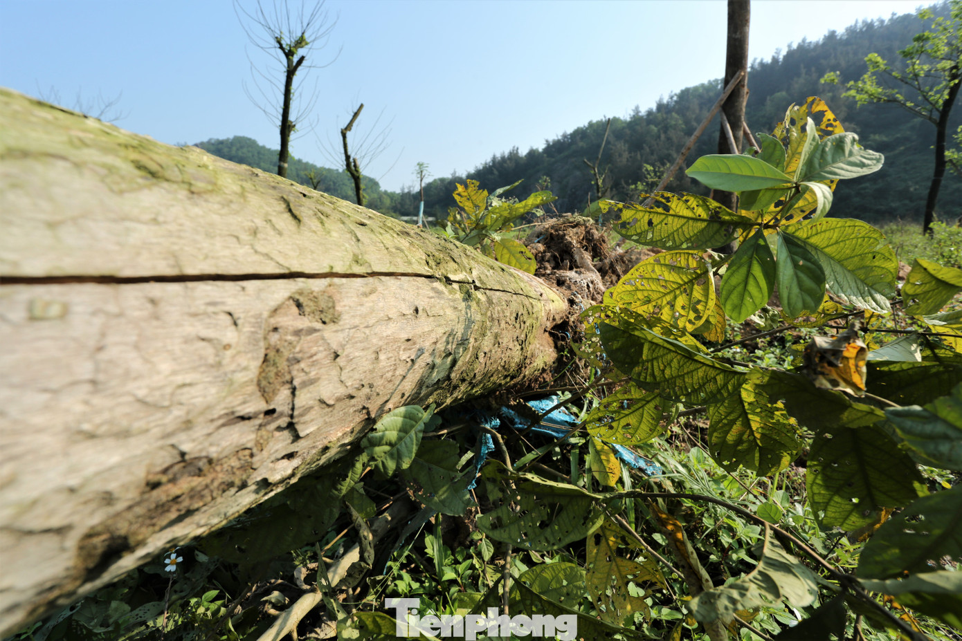 Qua tìm hiểu, có ít nhất 5 dự án trồng, chăm sóc cây xanh với giá trị hàng chục tỷ đồng được thực hiện tại huyện Lộc Hà. Qua tìm hiểu, có ít nhất 5 dự án trồng, chăm sóc cây xanh với giá trị hàng chục tỷ đồng được thực hiện tại huyện Lộc Hà.