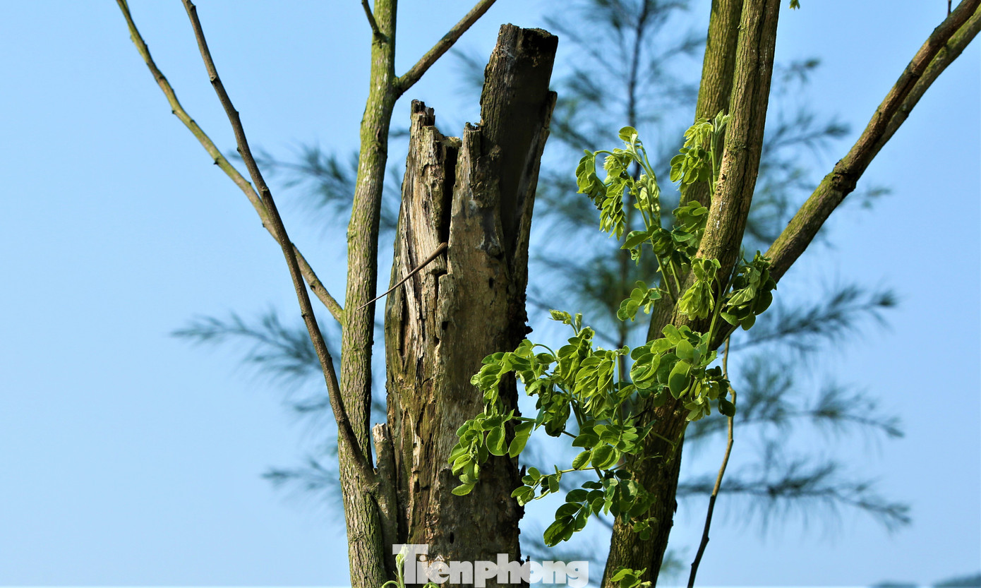 Tại các dự án chỉnh trang cảnh quan, trồng mới cây xanh khác ở khu trung tâm hành chính huyện Lộc Hà, ngoài các cây phát triển tốt cũng có nhiều cây có dấu hiệu chết, khô, gãy chưa được thay thế. Tại các dự án chỉnh trang cảnh quan, trồng mới cây xanh khác ở khu trung tâm hành chính huyện Lộc Hà, ngoài các cây phát triển tốt cũng có nhiều cây có dấu hiệu chết, khô, gãy chưa được thay thế.