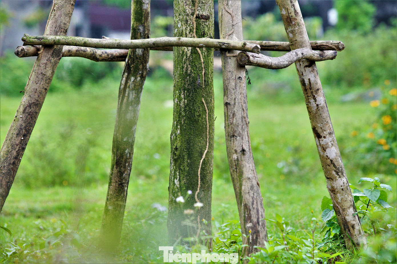 Loạt cây xanh trồng dọc hai bên Quốc lộ 1 qua thị xã Kỳ Anh nhiều cây có dấu hiệu chết, khô, mối bám lên thân cây. Loạt cây xanh trồng dọc hai bên Quốc lộ 1 qua thị xã Kỳ Anh nhiều cây có dấu hiệu chết, khô, mối bám lên thân cây.