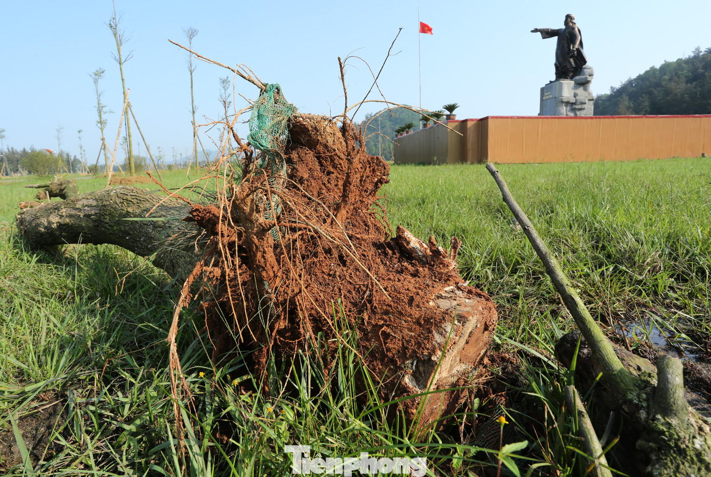 Cây có đường kính lớn khi chết, bị thay thế có thể thấy rõ bộ rễ kém phát triển, bầu cây nhỏ. Cây có đường kính lớn khi chết, bị thay thế có thể thấy rõ bộ rễ kém phát triển, bầu cây nhỏ.