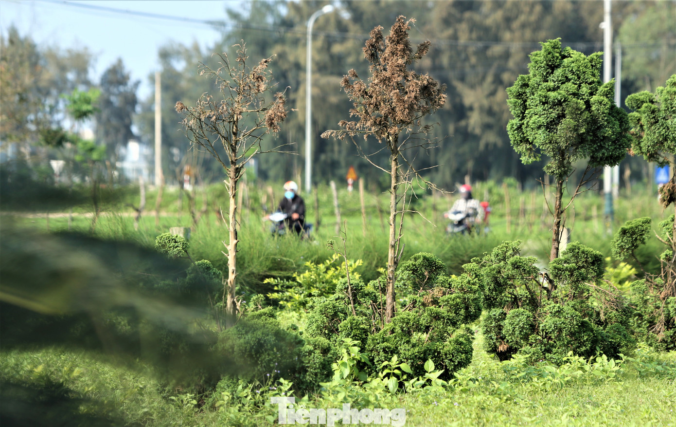 Tại các dự án chỉnh trang cảnh quan, trồng mới cây xanh khác ở khu trung tâm hành chính huyện Lộc Hà, ngoài các cây phát triển tốt cũng có nhiều cây có dấu hiệu chết, khô, gãy chưa được thay thế. Tại các dự án chỉnh trang cảnh quan, trồng mới cây xanh khác ở khu trung tâm hành chính huyện Lộc Hà, ngoài các cây phát triển tốt cũng có nhiều cây có dấu hiệu chết, khô, gãy chưa được thay thế.