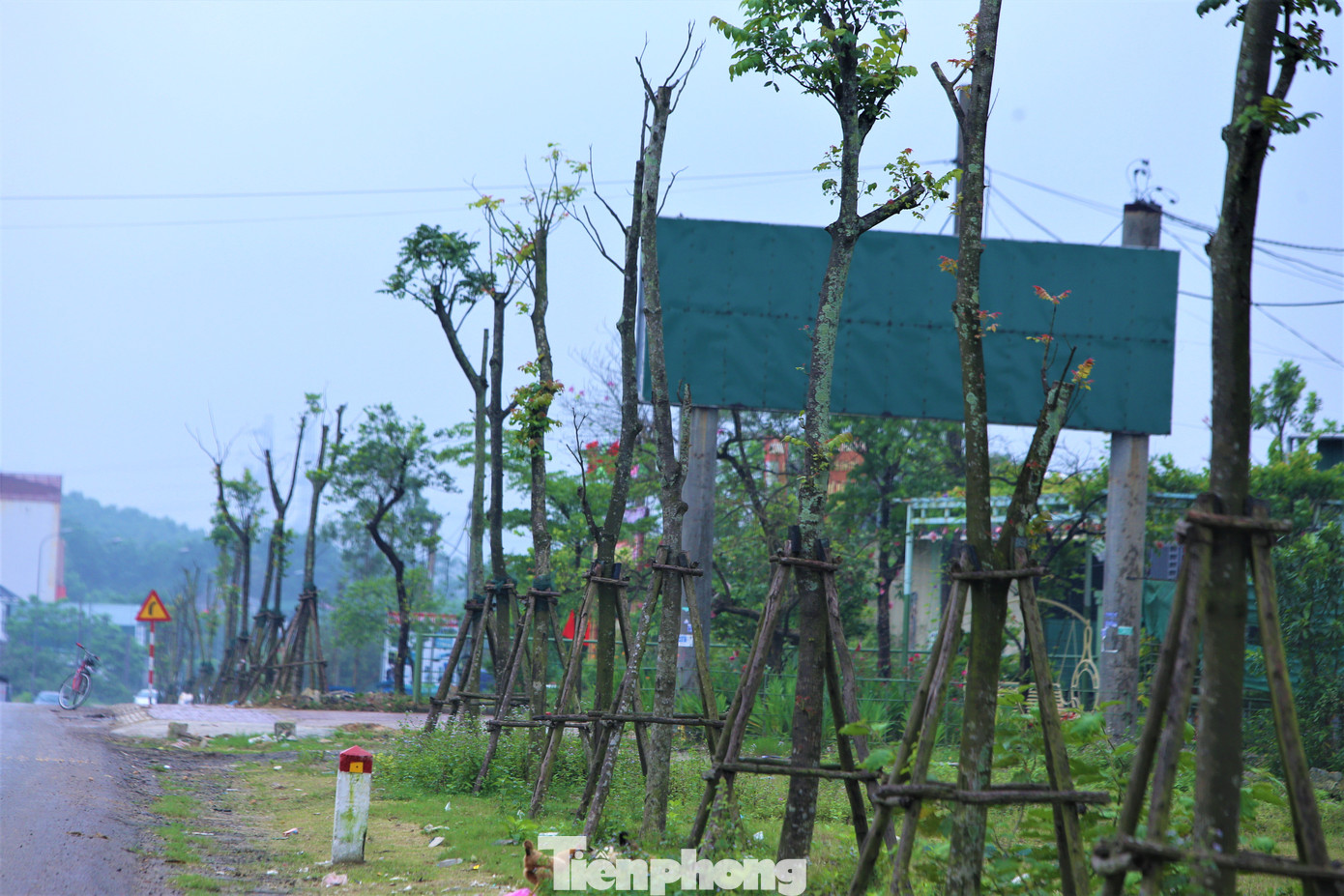 Loạt cây xanh trồng dọc hai bên Quốc lộ 1 qua thị xã Kỳ Anh nhiều cây có dấu hiệu chết, khô, mối bám lên thân cây. Loạt cây xanh trồng dọc hai bên Quốc lộ 1 qua thị xã Kỳ Anh nhiều cây có dấu hiệu chết, khô, mối bám lên thân cây.