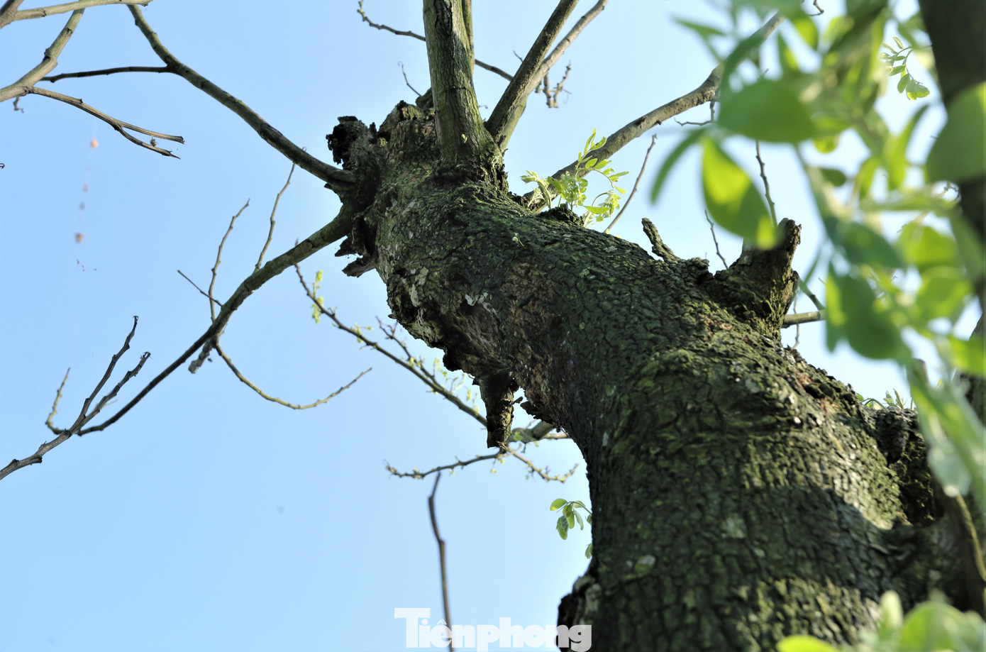 Mỗi dự án đơn vị thi công nhận chăm sóc, thay thế cây trong vòng 1 năm song thực tế có thể thấy các cây xanh tại huyện Lộc Hà phát triển chậm. Mỗi dự án đơn vị thi công nhận chăm sóc, thay thế cây trong vòng 1 năm song thực tế có thể thấy các cây xanh tại huyện Lộc Hà phát triển chậm.