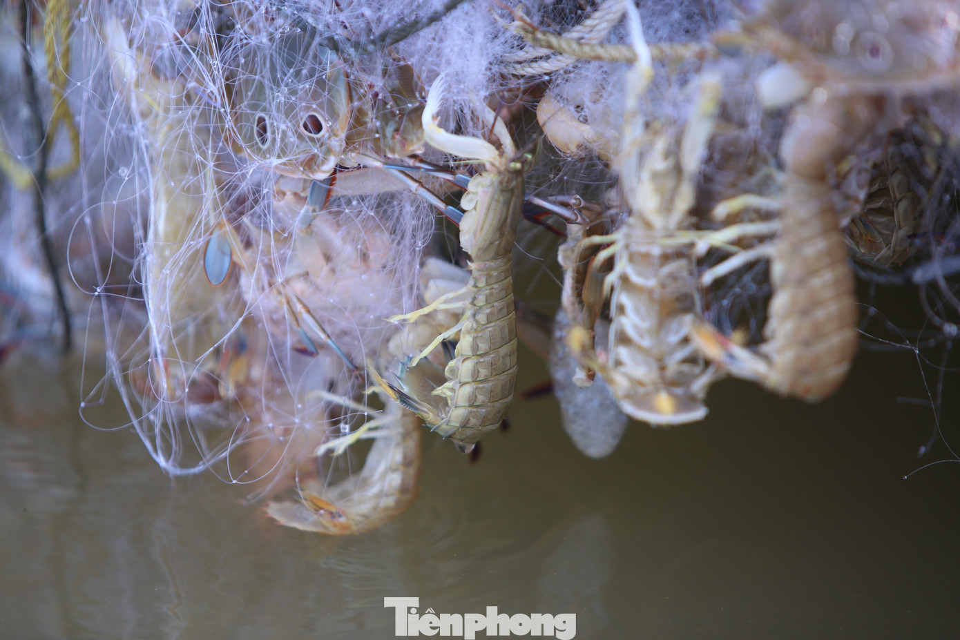 "Đầu năm mới nên hải sản rất dễ bán, giá tôm tít bán 250.000-300.000/kg, ghẹ 150.000-300.000 ngàn/kg. Trung bình mỗi chuyến ra khơi trừ chi phí tàu chúng tôi mang về thu nhập 3-4triệu đồng", ông Phong (52 tuổi, trú xã Thịnh Lộc) chia sẻ. Trong hình, ngư dân trúng ghẹ, bề bề sau mỗi chuyến biển. "Đầu năm mới nên hải sản rất dễ bán, giá tôm tít bán 250.000-300.000/kg, ghẹ 150.000-300.000 ngàn/kg. Trung bình mỗi chuyến ra khơi trừ chi phí tàu chúng tôi mang về thu nhập 3-4triệu đồng", ông Phong (52 tuổi, trú xã Thịnh Lộc) chia sẻ. Trong hình, ngư dân trúng ghẹ, bề bề sau mỗi chuyến biển.