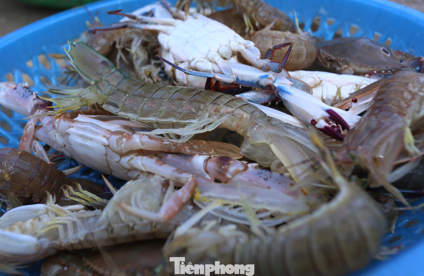 "Đầu năm mới nên hải sản rất dễ bán, giá tôm tít bán 250.000-300.000/kg, ghẹ 150.000-300.000 ngàn/kg. Trung bình mỗi chuyến ra khơi trừ chi phí tàu chúng tôi mang về thu nhập 3-4triệu đồng", ông Phong (52 tuổi, trú xã Thịnh Lộc) chia sẻ. Trong hình, ngư dân trúng ghẹ, bề bề sau mỗi chuyến biển. "Đầu năm mới nên hải sản rất dễ bán, giá tôm tít bán 250.000-300.000/kg, ghẹ 150.000-300.000 ngàn/kg. Trung bình mỗi chuyến ra khơi trừ chi phí tàu chúng tôi mang về thu nhập 3-4triệu đồng", ông Phong (52 tuổi, trú xã Thịnh Lộc) chia sẻ. Trong hình, ngư dân trúng ghẹ, bề bề sau mỗi chuyến biển.