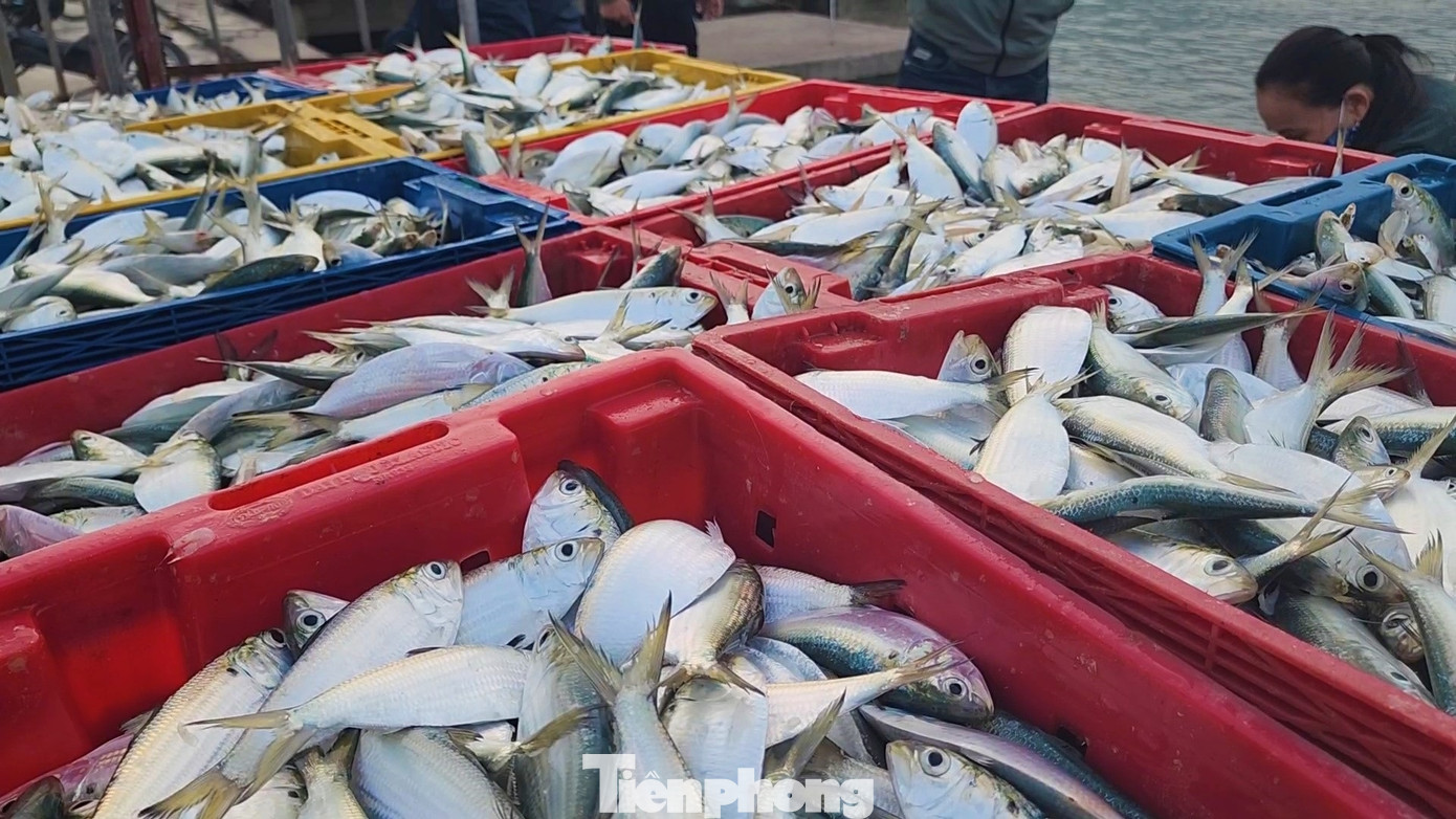 Tại cảng Cửa Sót (xã Thạch Kim, huyện Lộc Hà), ngư dân cũng trúng 1-2 tấn mẻ cá mòi. Với giá bán 10.000-15.000 đồng/kg, việc đánh bắt cho ngư dân thu nhập khá. Tại cảng Cửa Sót (xã Thạch Kim, huyện Lộc Hà), ngư dân cũng trúng 1-2 tấn mẻ cá mòi. Với giá bán 10.000-15.000 đồng/kg, việc đánh bắt cho ngư dân thu nhập khá.