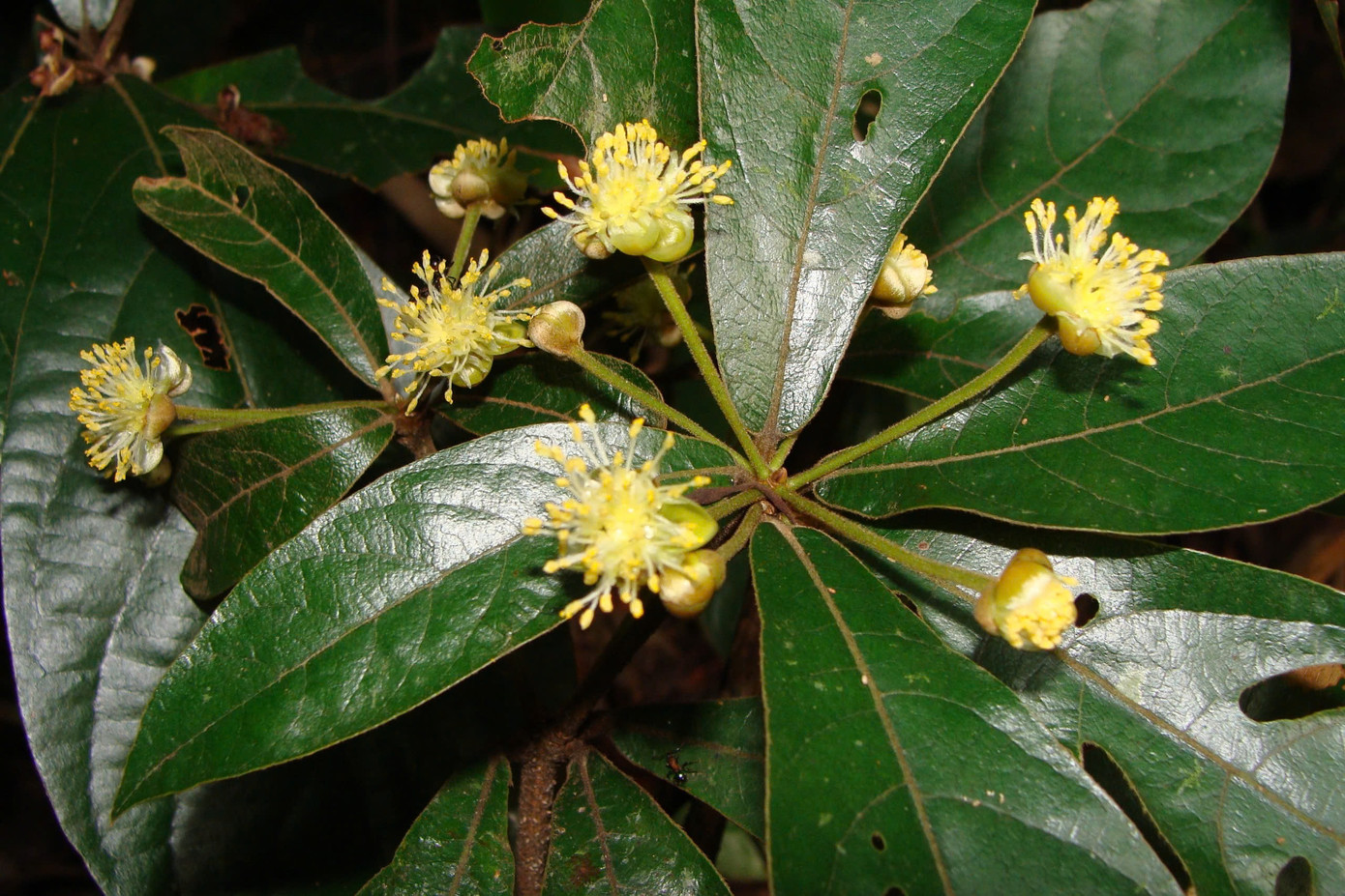 Nơi đây có các hệ sinh thái thực vật vô cùng đa dạng, phong phú. Rừng Kẻ Gỗ là xứ sở của nhiều loại hoa rừng rất đẹp như: hoa mộc lan, quế hương, tai tượng, tai trâu, nghinh xuân, phượng vĩ…