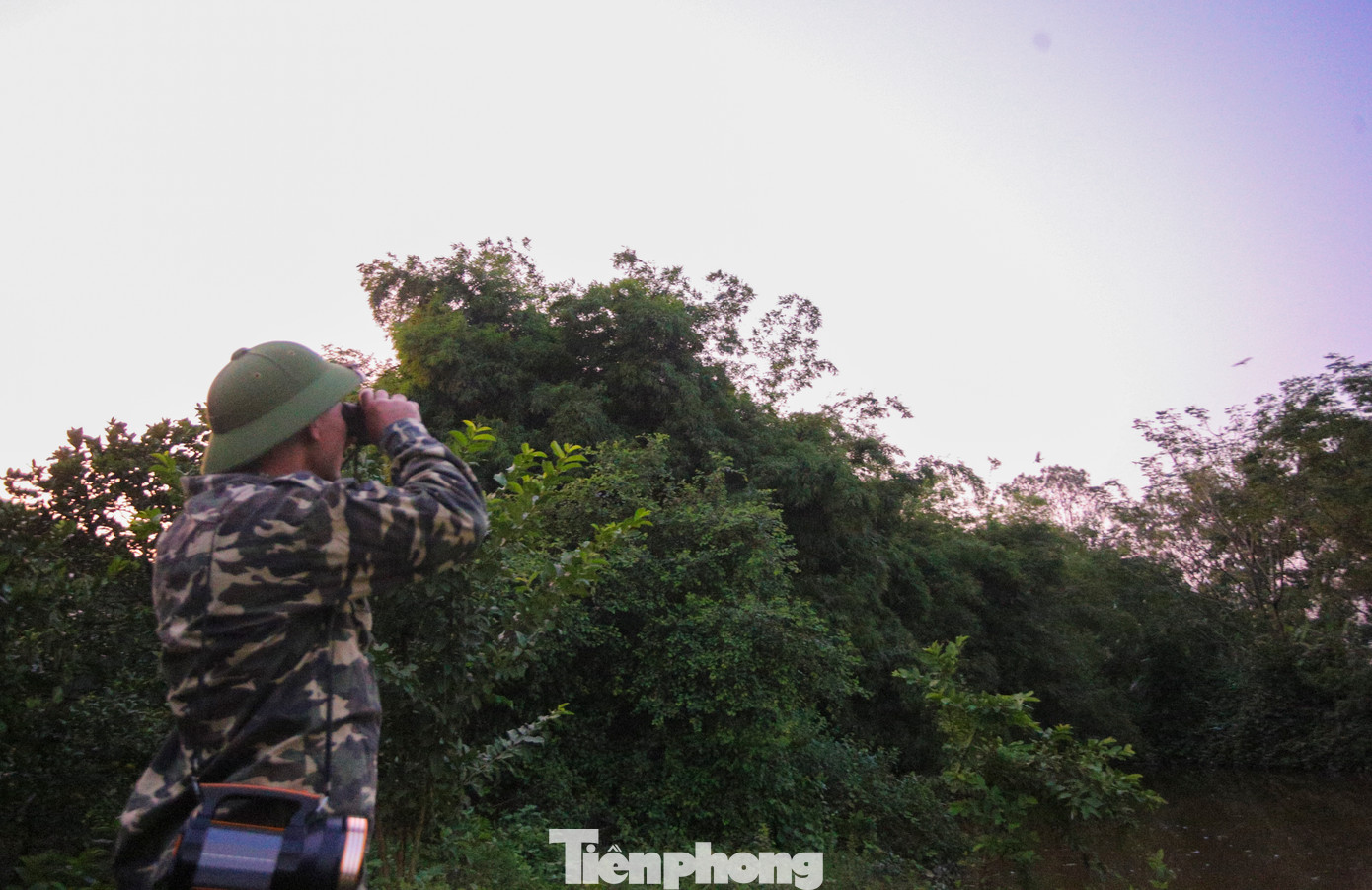 Đàn chim hàng nghìn con bay về trú ngụ, làm tổ tại trang trại.
