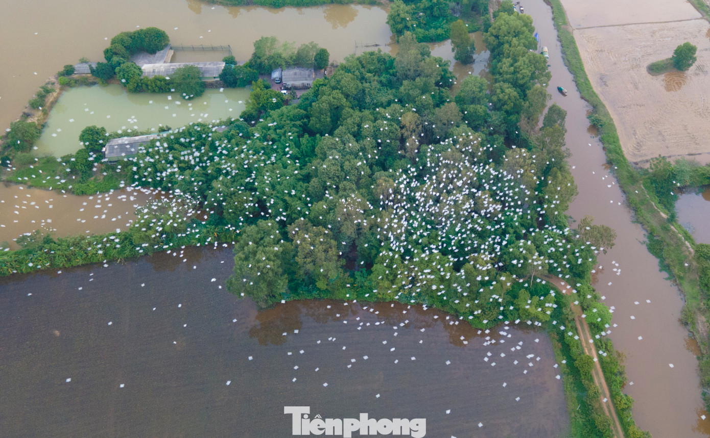 Đàn chim phủ trắng trang trại của ông Nguyễn Mạnh Cường. Ảnh: Phạm Trường.