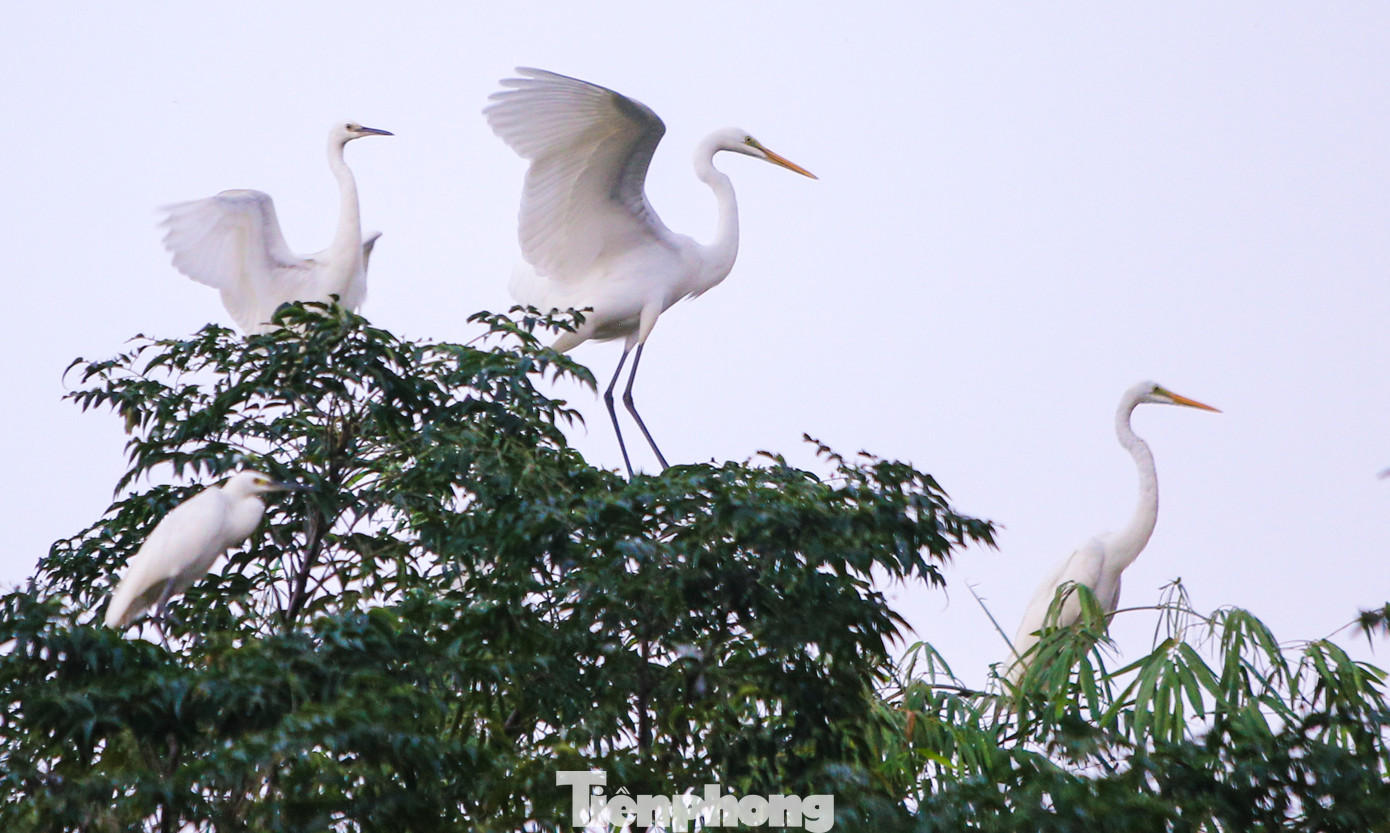 Đàn chim hàng nghìn con bay về trú ngụ, làm tổ tại trang trại.