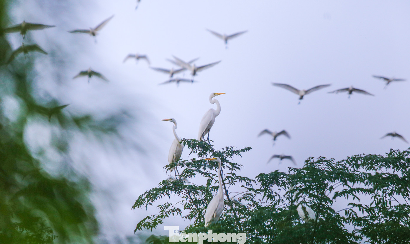 Đàn chim hàng nghìn con bay về trú ngụ, làm tổ tại trang trại.