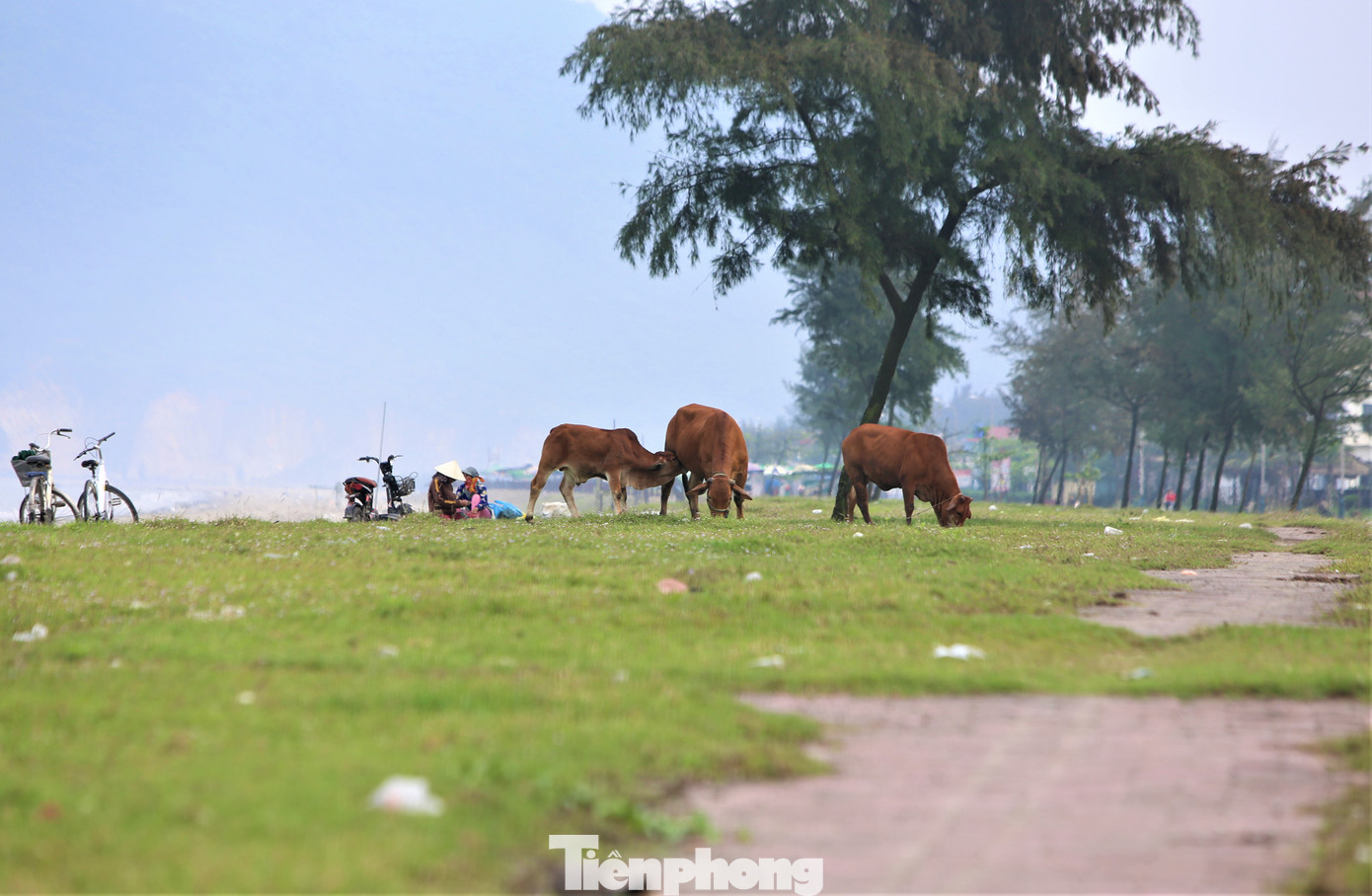 Các nhà hàng tại đây vẫn chưa được đầu tư đúng mức. Bãi tắm và khu vực dọc bãi biển vẫn còn nhếch nhác, cần sớm chỉnh trang.