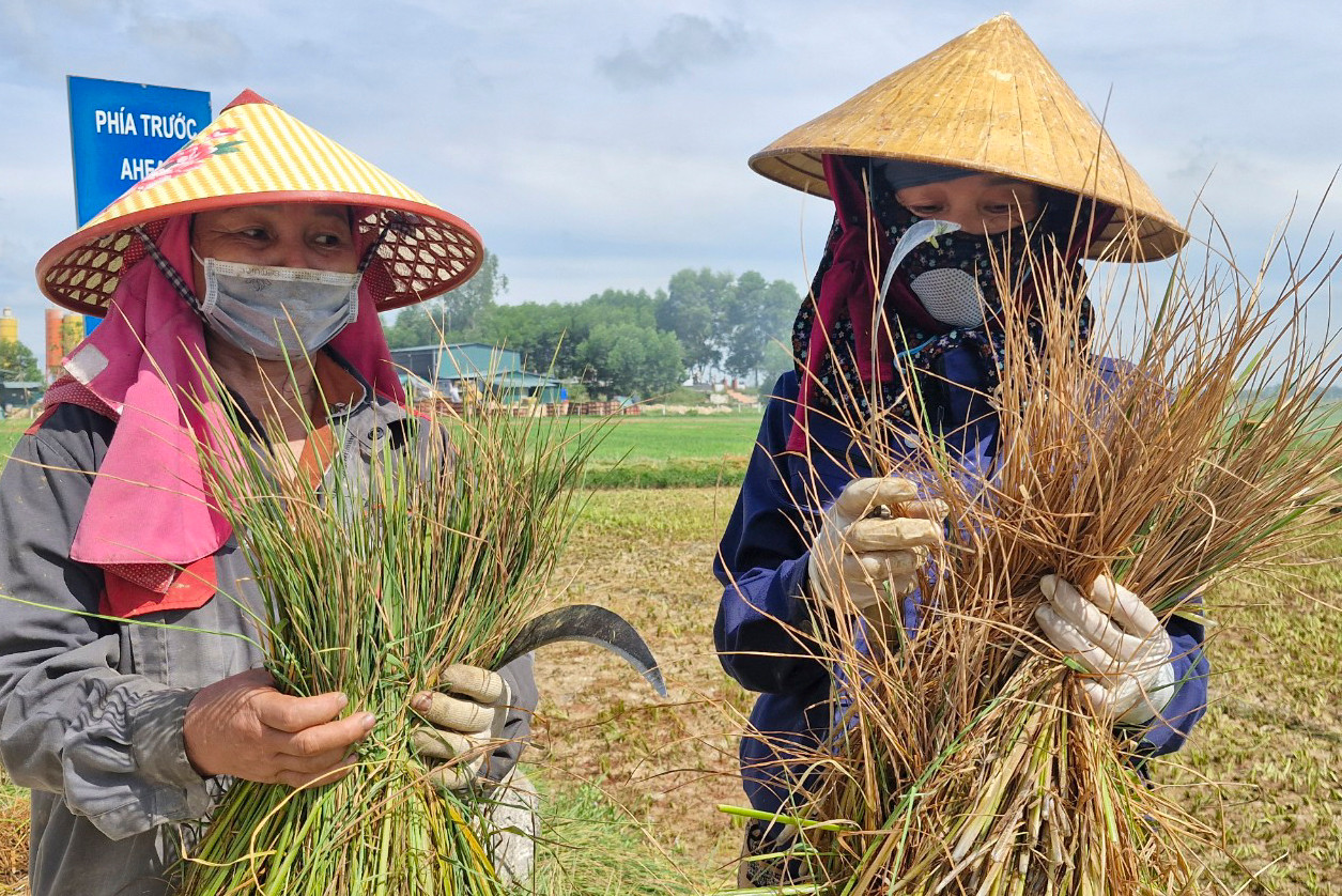 Người dân lo lắng dầu rò rỉ gây ô nhiễm môi trường lâu dài.