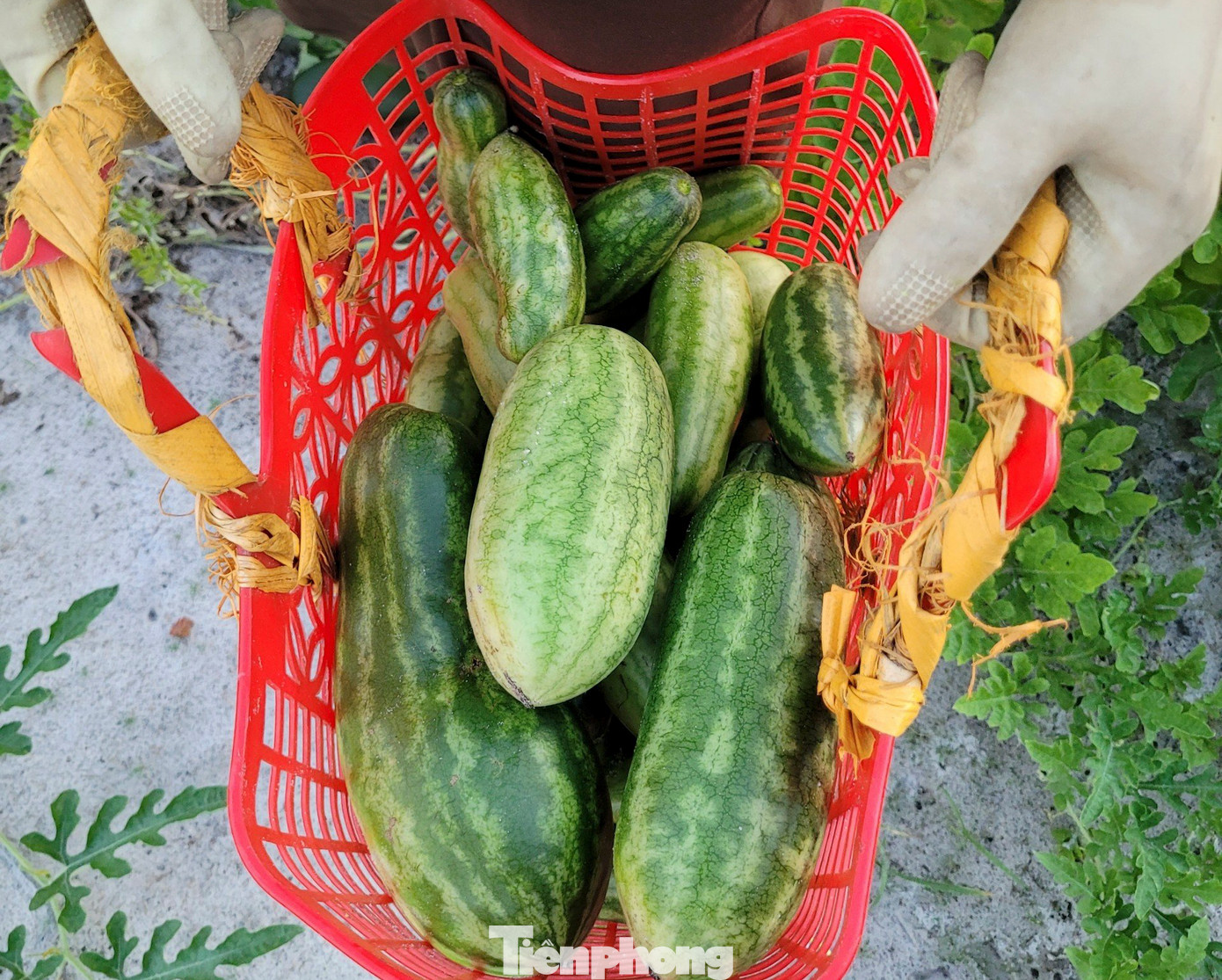 Dưa non có thể chế biến thành nhiều món ngon như dưa muối, dưa khô hoặc được các tàu thuyền mua làm thực phẩm dự trữ trước lúc ra khơi.