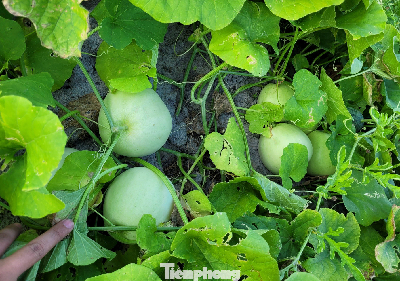 Hiện tại giá dưa lê mua tại vườn có giá 25.000 đồng/kg; dưa non 6.000 đồng/kg. Trung bình cứ 5 sào dưa, mỗi mùa vụ người dân có thể thu về 30-40 triệu đồng.