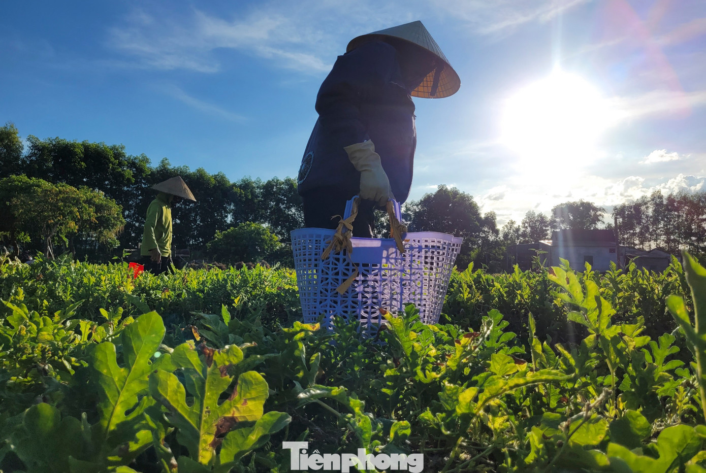 Do dưa phát triển nhanh nên người dân phải hái theo từng ngày, nếu để quả già sẽ nhiều hạt không thể sử dụng.