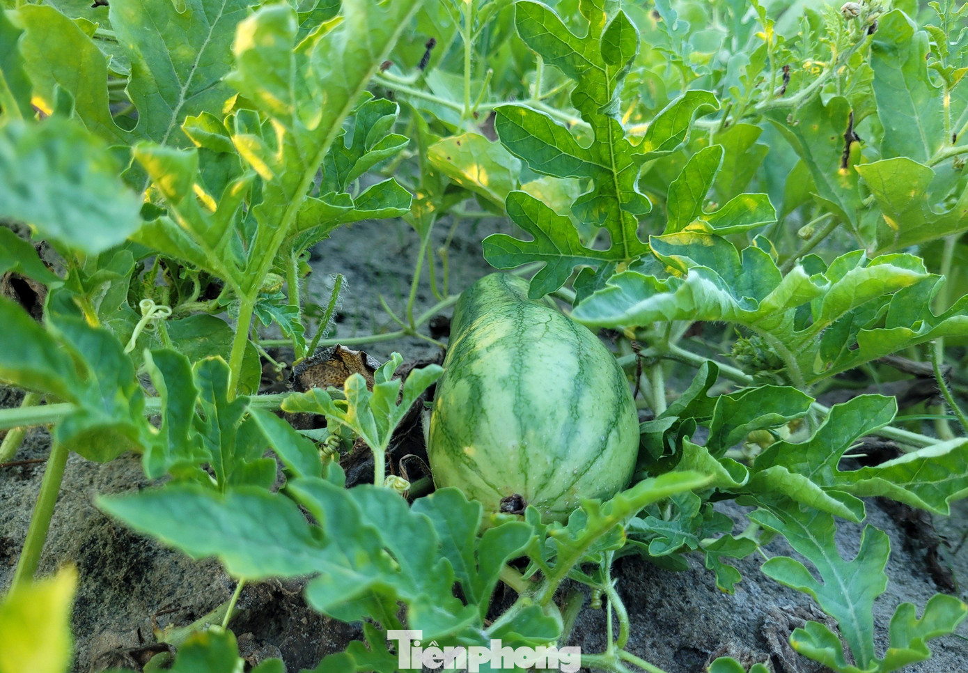 Hiện tại giá dưa lê mua tại vườn có giá 25.000 đồng/kg; dưa non 6.000 đồng/kg. Trung bình cứ 5 sào dưa, mỗi mùa vụ người dân có thể thu về 30-40 triệu đồng.