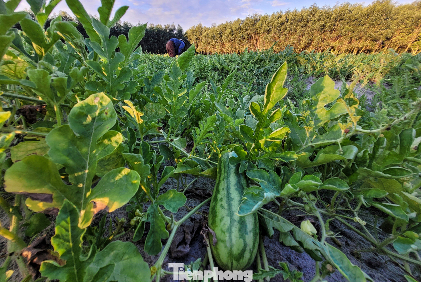 Theo người dân địa phương, mùa dưa non chính vụ bắt đầu từ đầu tháng 4 và kéo dài trong vài tháng. Dưa non có đặc tính chịu nhiệt nên nếu thời tiết nắng nóng, cây sẽ cho tỉ lệ đậu quả cao và ra quả liên tục.