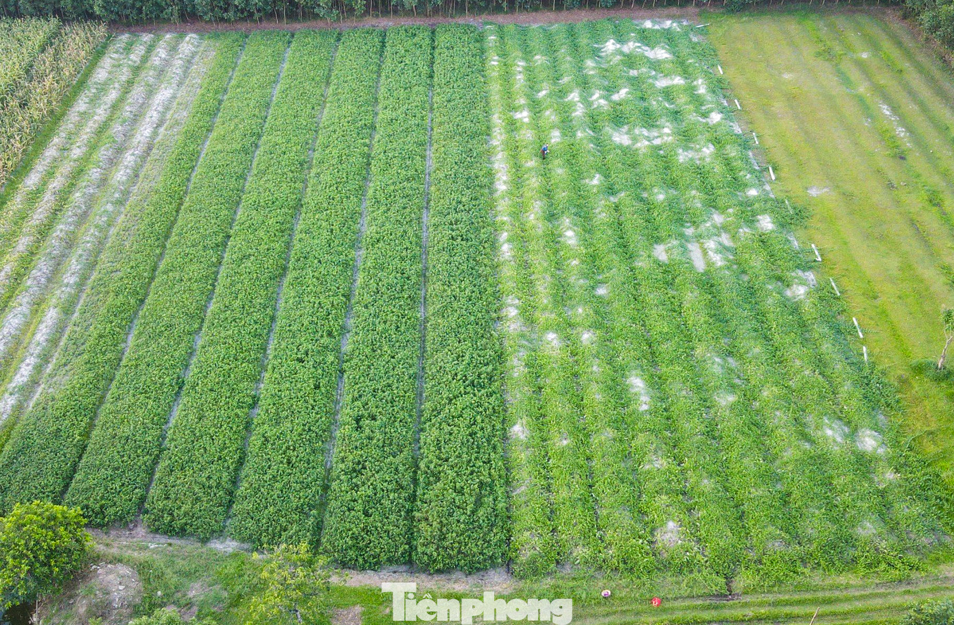 Những ngày này, thời tiết Hà Tĩnh đang nắng nóng gay gắt. Đây cũng là thời điểm hàng chục hộ dân trồng dưa non, dưa lê, … trên địa bàn xã Cẩm Sơn, huyện Cẩm Xuyên tất bật vào vụ chính.