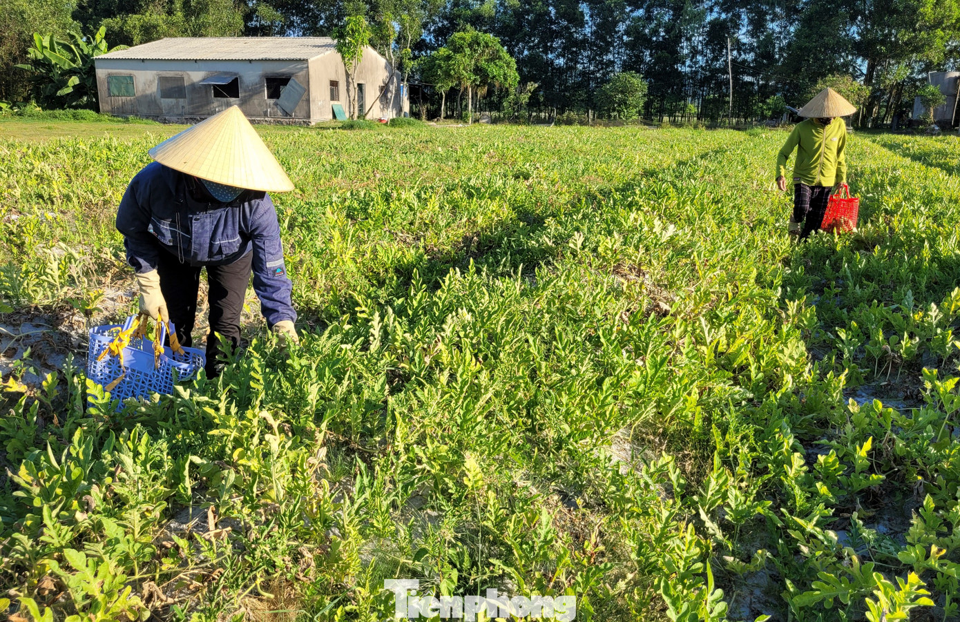 Năm nay, bà Nguyễn Thị Loan (thôn Phúc Sơn, xã Cẩm Sơn) trồng các giống dưa non và dưa lê trên diện tích 7 sào đất. “Thời tiết thuận lợi nên thời điểm này, mỗi ngày gia đình thu về 2 tạ dưa non, 0,5 tạ dưa lê. Giá dưa tuy không cao như các năm song vẫn cho thu nhập khá”, bà Loan nói.
