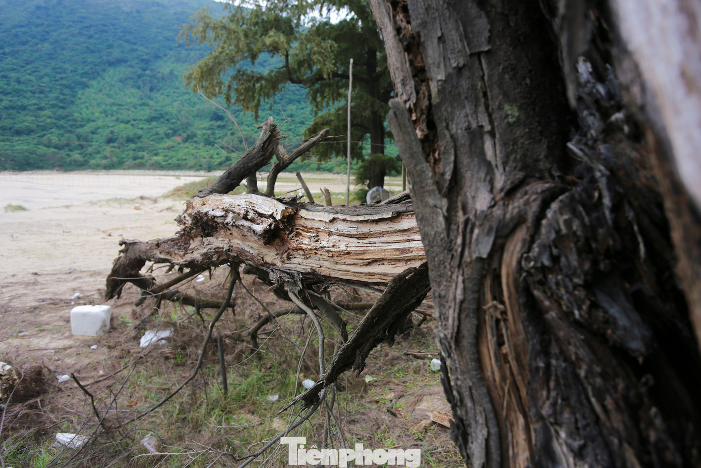 “Năm 1987, một đợt bão đã khiến nhiều gốc cây phi lao cổ thụ bị đánh gãy cành, bật gốc. Tuy nhiên, người dân không bao giờ chặt phá, đốn hạ cành mà cố gắng bảo vệ và trồng thêm để rừng mãi xanh”, người dân thôn Minh Đức nhớ lại. Trong hình, một gốc phi lao bị xói lở gốc, chết khô, gãy đổ do các đợt mưa bão, thiên tai. “Năm 1987, một đợt bão đã khiến nhiều gốc cây phi lao cổ thụ bị đánh gãy cành, bật gốc. Tuy nhiên, người dân không bao giờ chặt phá, đốn hạ cành mà cố gắng bảo vệ và trồng thêm để rừng mãi xanh”, người dân thôn Minh Đức nhớ lại. Trong hình, một gốc phi lao bị xói lở gốc, chết khô, gãy đổ do các đợt mưa bão, thiên tai.