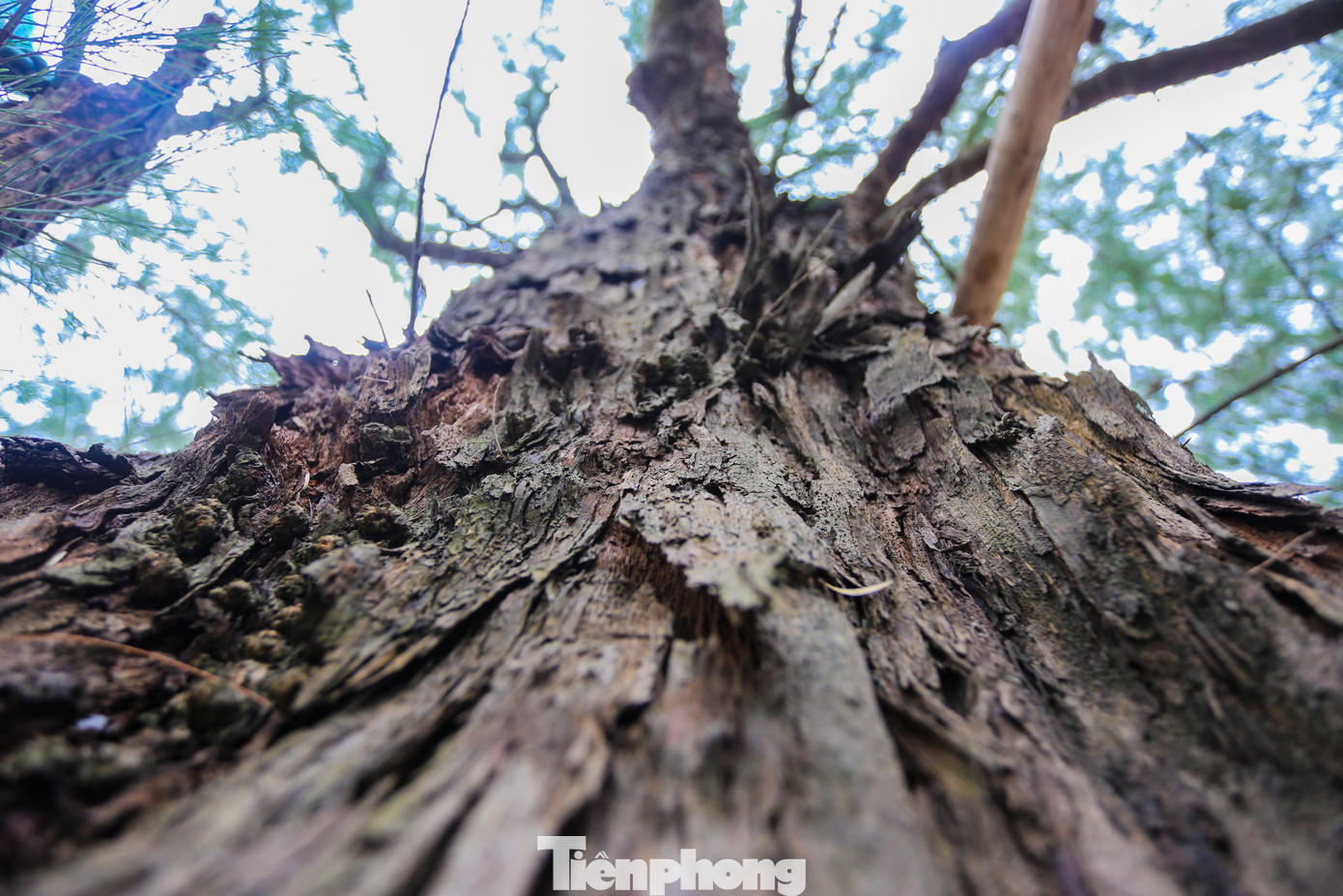 Người dân cho hay, rặng phi lao đã bảo vệ họ giảm bớt hậu quả do thiên tai, chống xói lở, cát bay. Qua thời gian, nhiều gốc đã già nua, thân cây bị mục rỗng song vẫn đứng vững. Người dân cho hay, rặng phi lao đã bảo vệ họ giảm bớt hậu quả do thiên tai, chống xói lở, cát bay. Qua thời gian, nhiều gốc đã già nua, thân cây bị mục rỗng song vẫn đứng vững.