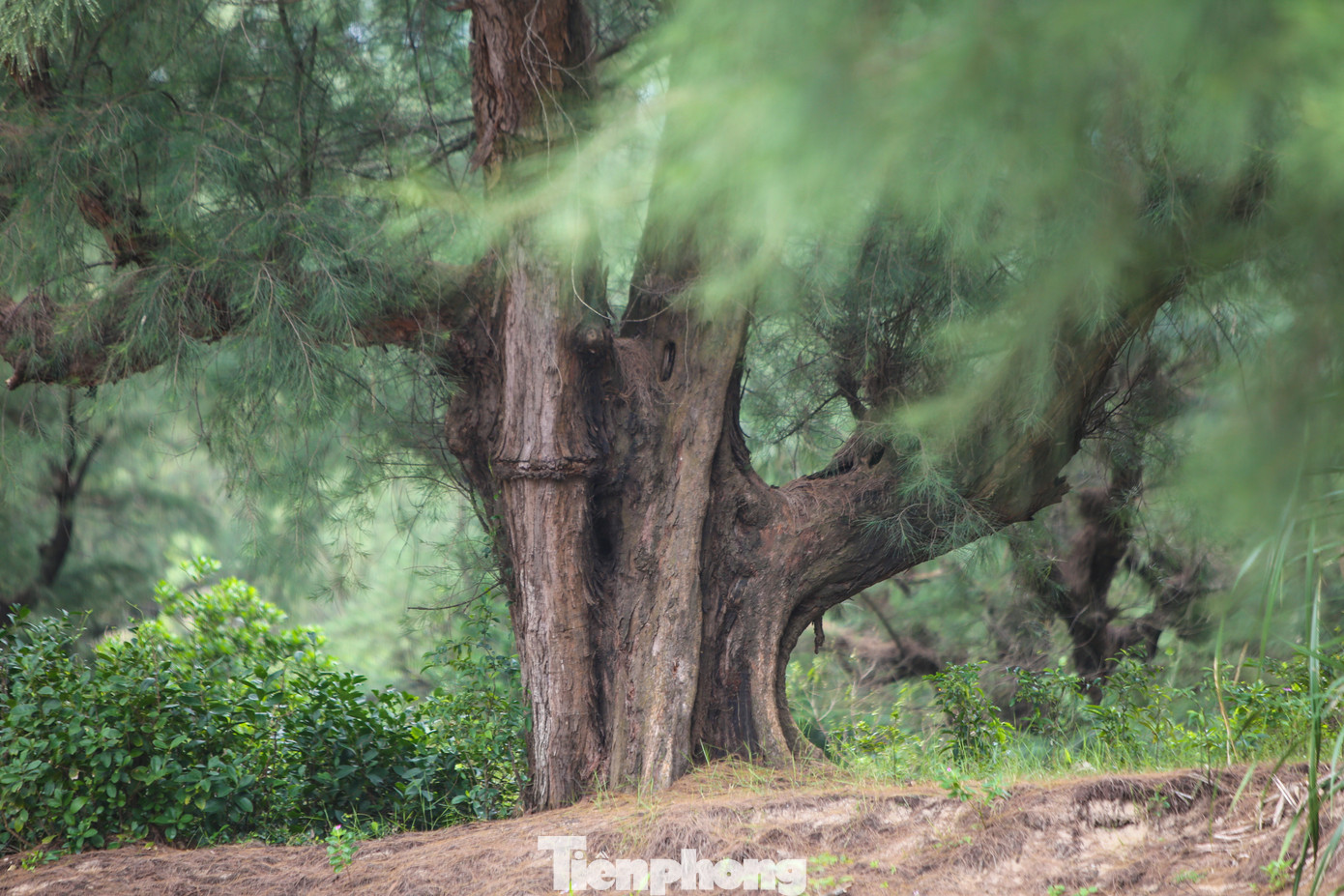 Những cây phi lao mọc san sát, cao 7-10m, thân sần sùi qua bao thời gian. Những cây phi lao mọc san sát, cao 7-10m, thân sần sùi qua bao thời gian.
