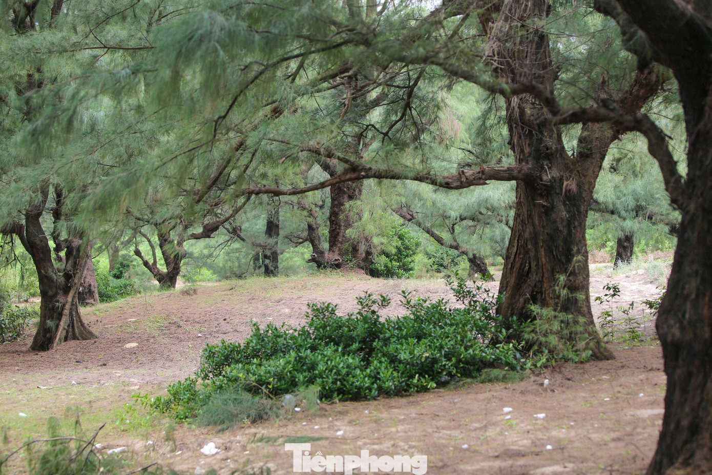 Người dân địa phương cho biết rừng phi lao dọc biển đã tồn tại khoảng 200 năm. Khu rừng được người dân xem như báu vật, “lá chắn” chở che dân làng khỏi thiên tai, mưa bão. Người dân địa phương cho biết rừng phi lao dọc biển đã tồn tại khoảng 200 năm. Khu rừng được người dân xem như báu vật, “lá chắn” chở che dân làng khỏi thiên tai, mưa bão.