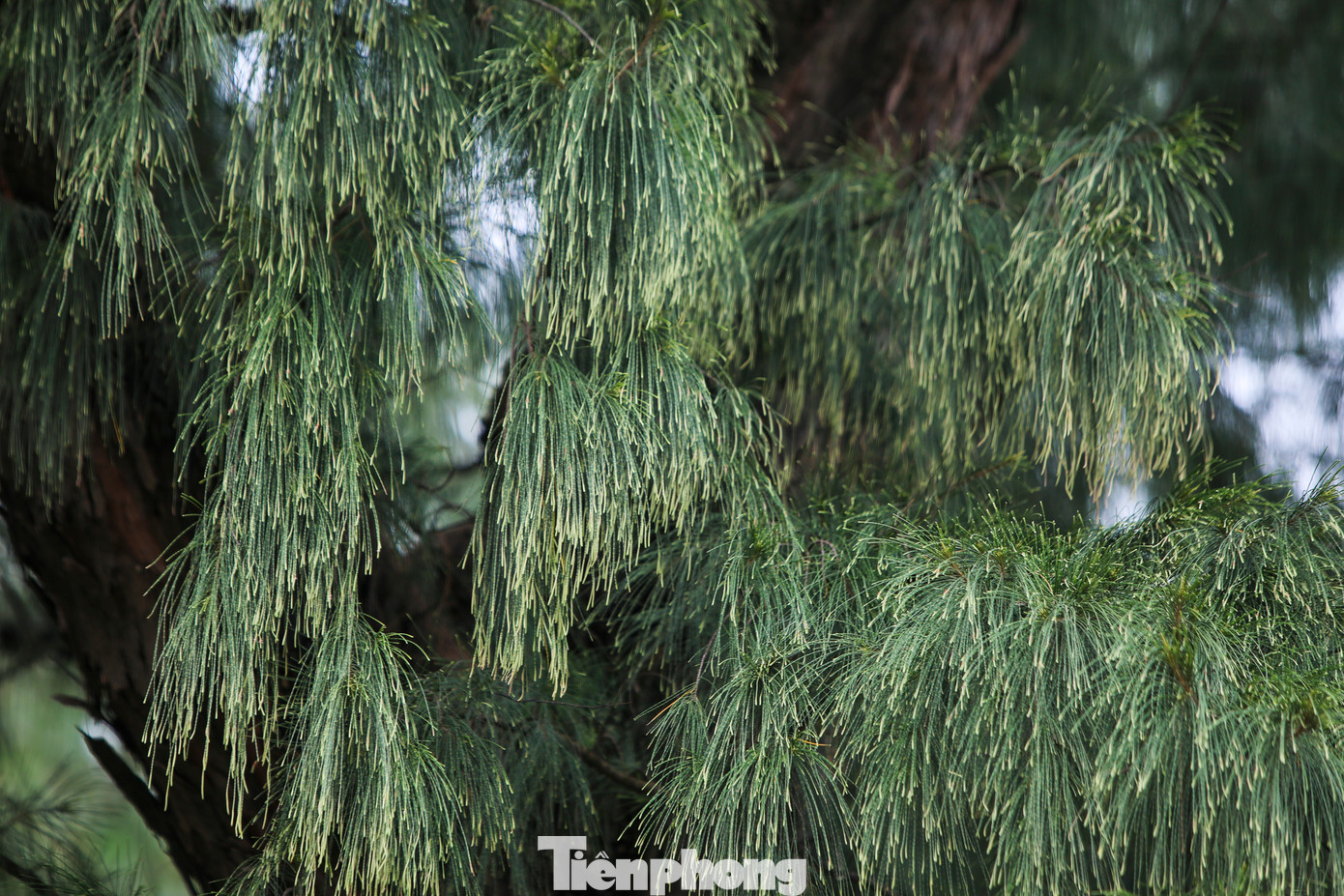 Hết lớp cây lá này đến lớp lá khác của rừng phi lao luôn xanh tốt. Hết lớp cây lá này đến lớp lá khác của rừng phi lao luôn xanh tốt.