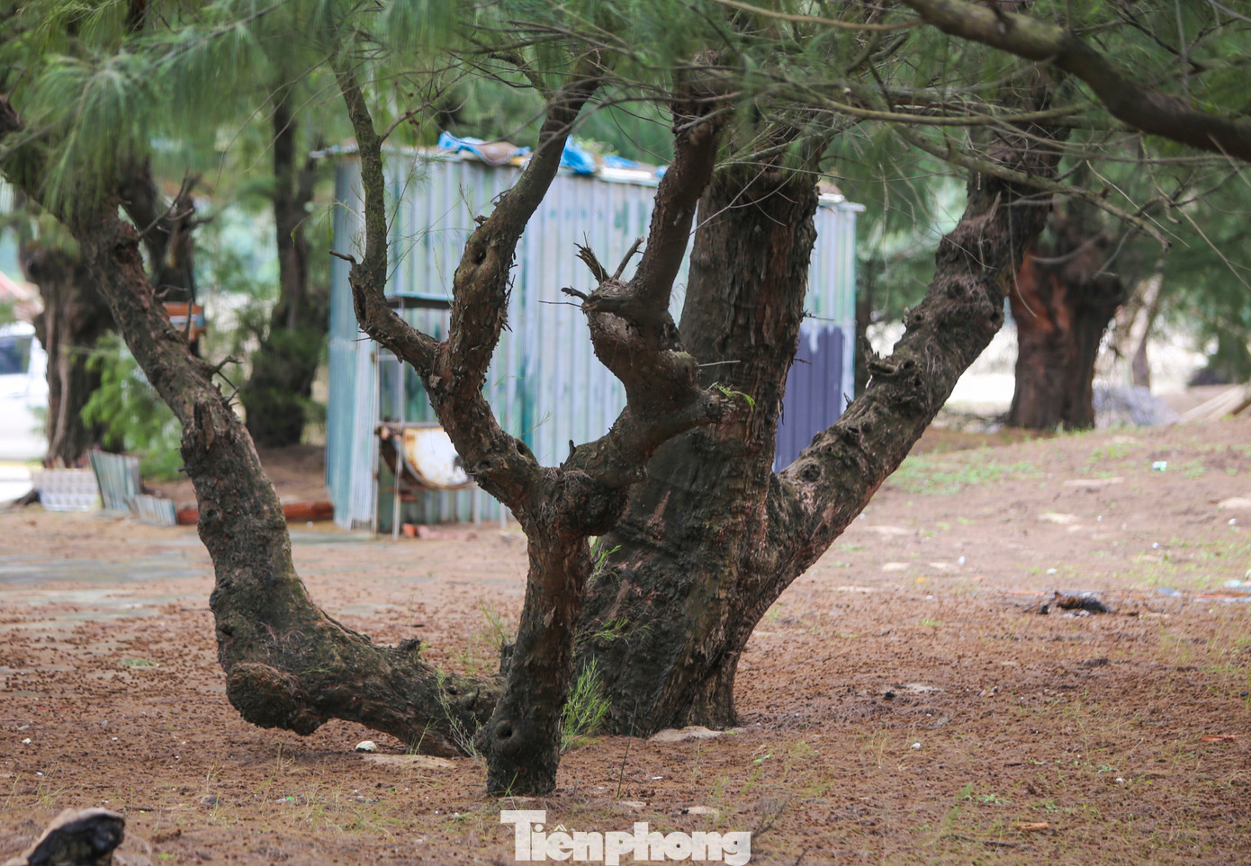 Những gốc phi lao cổ thụ, tuổi đời hàng trăm năm.