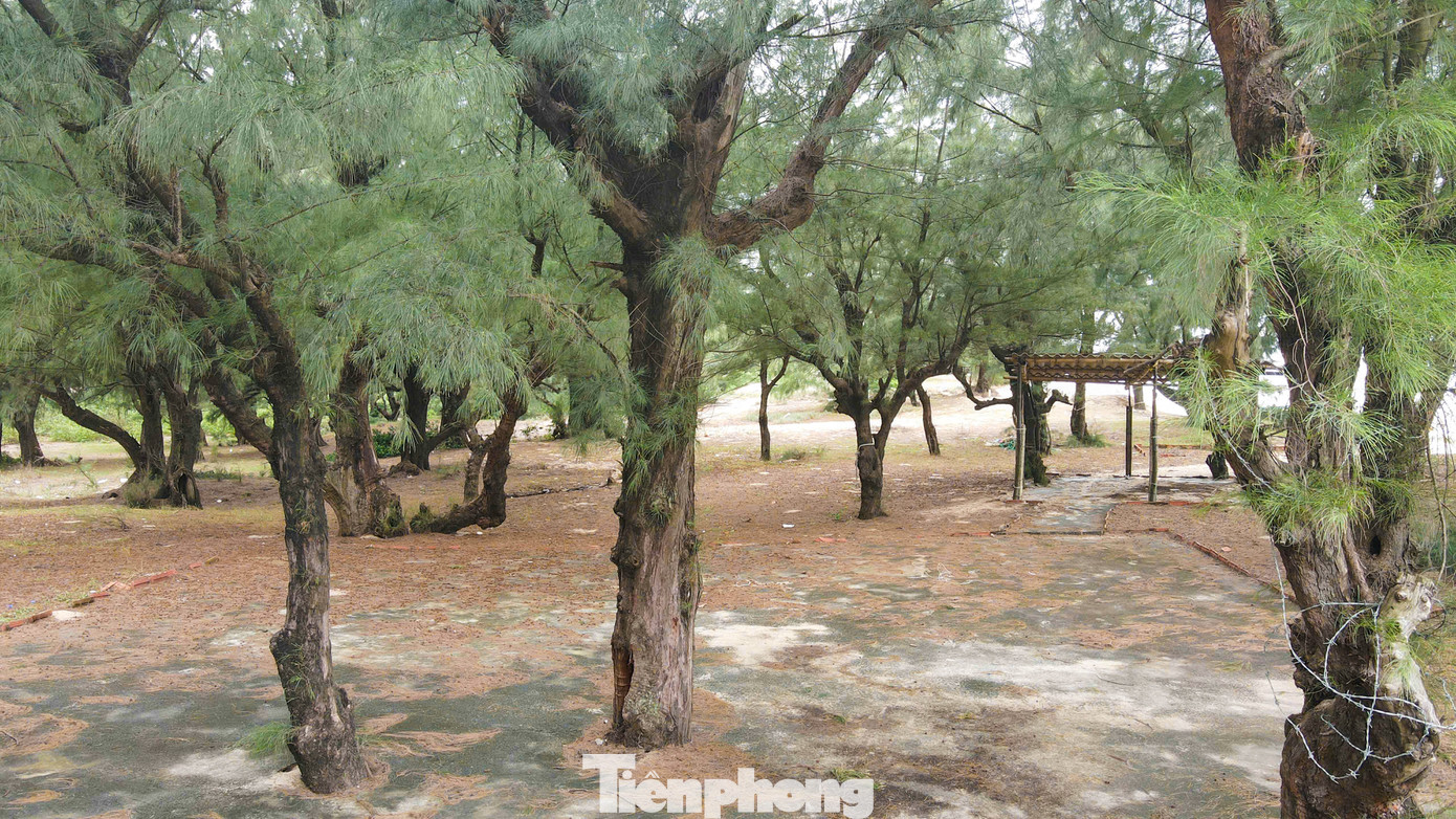 Những gốc phi lao cổ thụ, tuổi đời hàng trăm năm.