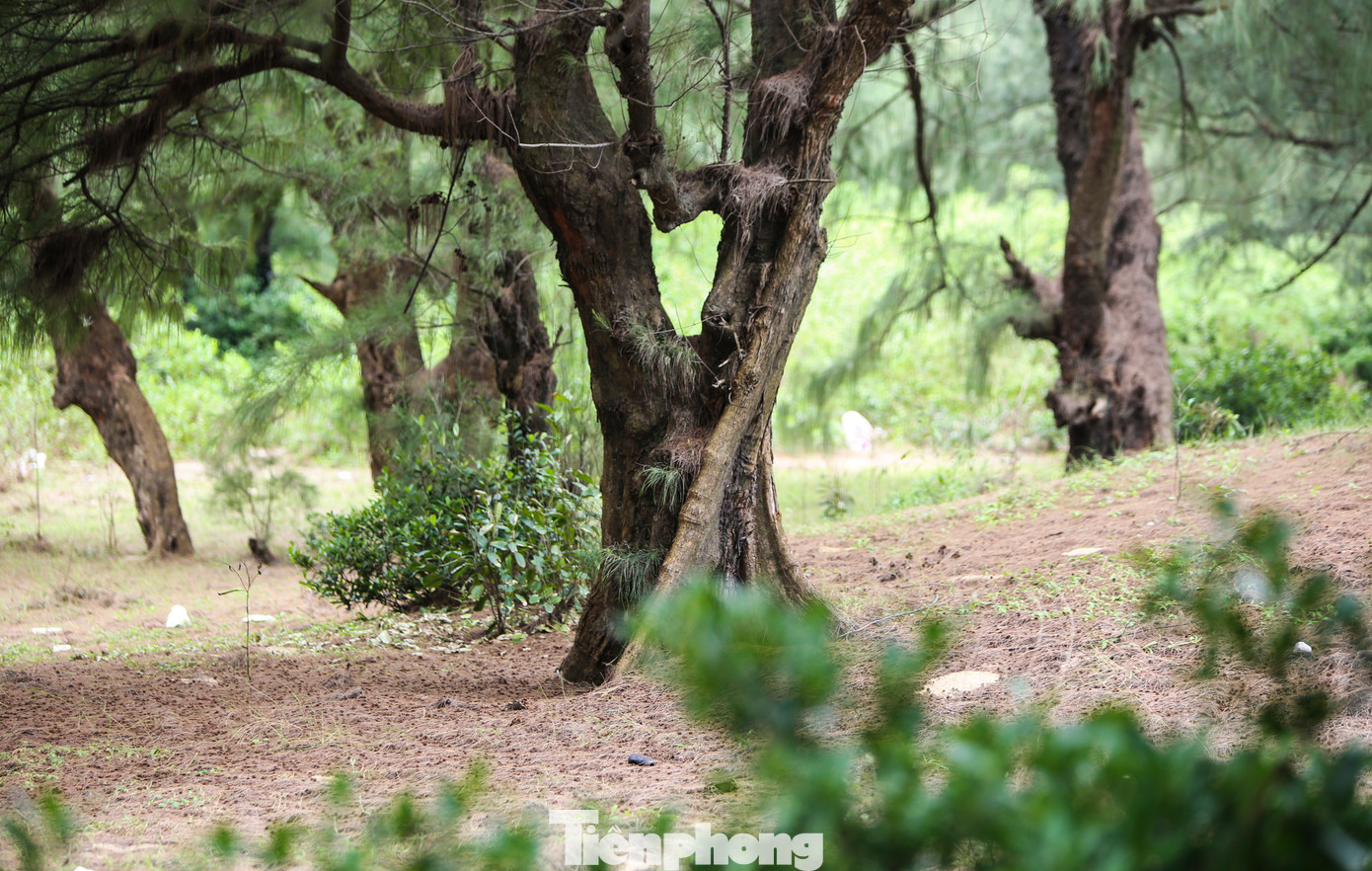 Những cây phi lao mọc san sát, cao 7-10m, thân sần sùi qua bao thời gian. Những cây phi lao mọc san sát, cao 7-10m, thân sần sùi qua bao thời gian.