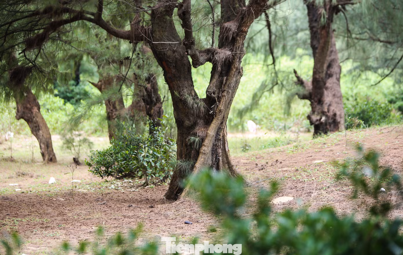 Những cây phi lao mọc san sát, cao 7-10m, thân sần sùi qua bao thời gian.