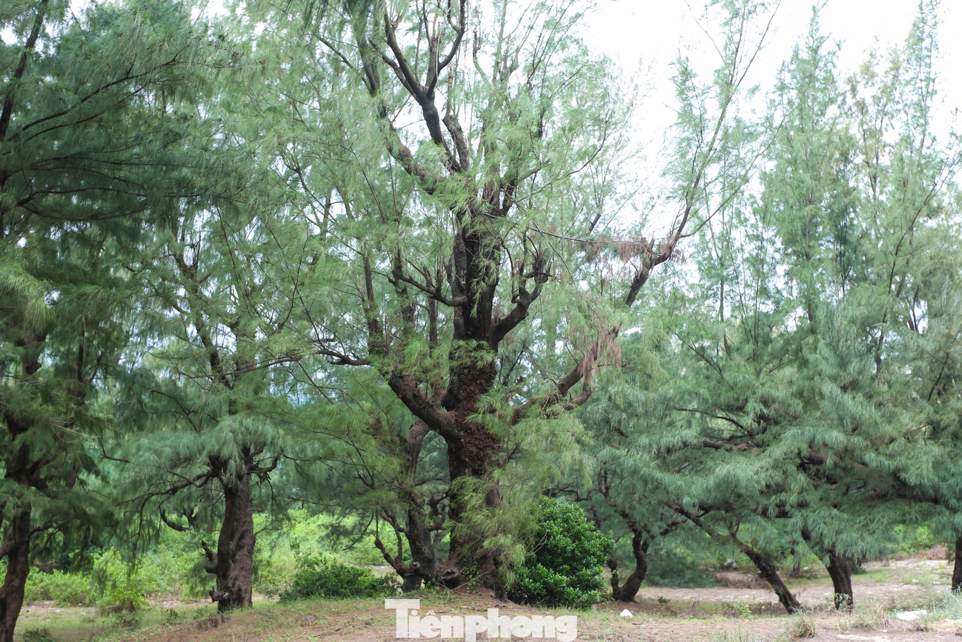 Những cây phi lao mọc san sát, cao 7-10m, thân sần sùi qua bao thời gian. Những cây phi lao mọc san sát, cao 7-10m, thân sần sùi qua bao thời gian.