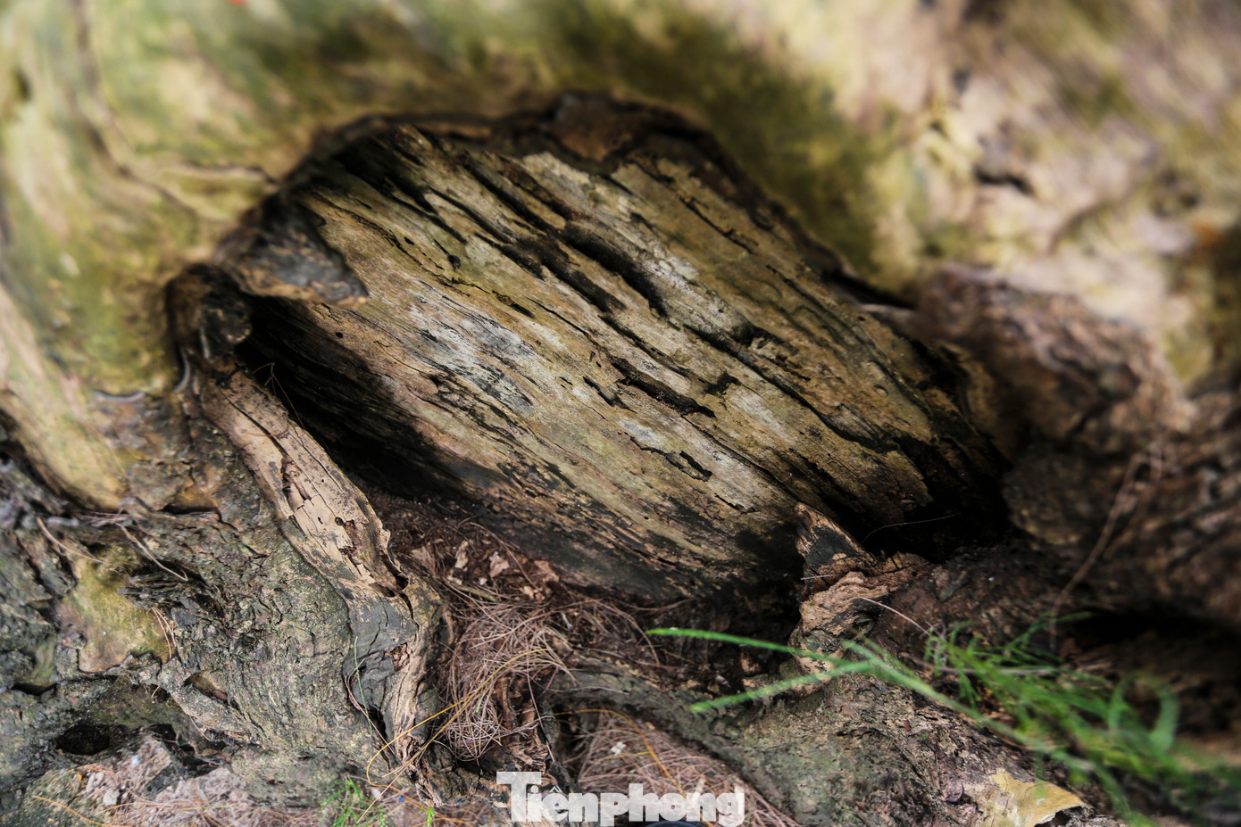 Người dân cho hay, rặng phi lao đã bảo vệ họ giảm bớt hậu quả do thiên tai, chống xói lở, cát bay. Qua thời gian, nhiều gốc đã già nua, thân cây bị mục rỗng song vẫn đứng vững. Người dân cho hay, rặng phi lao đã bảo vệ họ giảm bớt hậu quả do thiên tai, chống xói lở, cát bay. Qua thời gian, nhiều gốc đã già nua, thân cây bị mục rỗng song vẫn đứng vững.