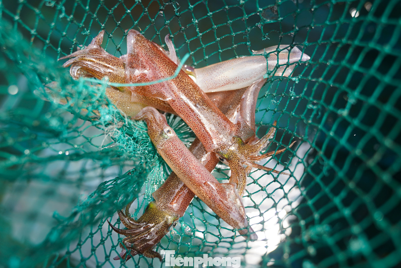 Đơn cử như các loại tôm hùm hiện đang được bán với mức giá từ 1 - 1,3 triệu đồng/kg, cao hơn so với dịp trước lễ từ 100.000 - 250.000 đồng/kg tùy loại và kích cỡ. Mực nhảy có giá 750 - 800.000 đồng/kg, tăng 100 - 150.000 đồng/kg so với trước đó. Ngoài ra, các loại hải sản phổ biến khác như: cá mú, tôm và các loại sò cũng ghi nhận mức tăng từ 20 - 40.000 đồng/kg tùy loại.