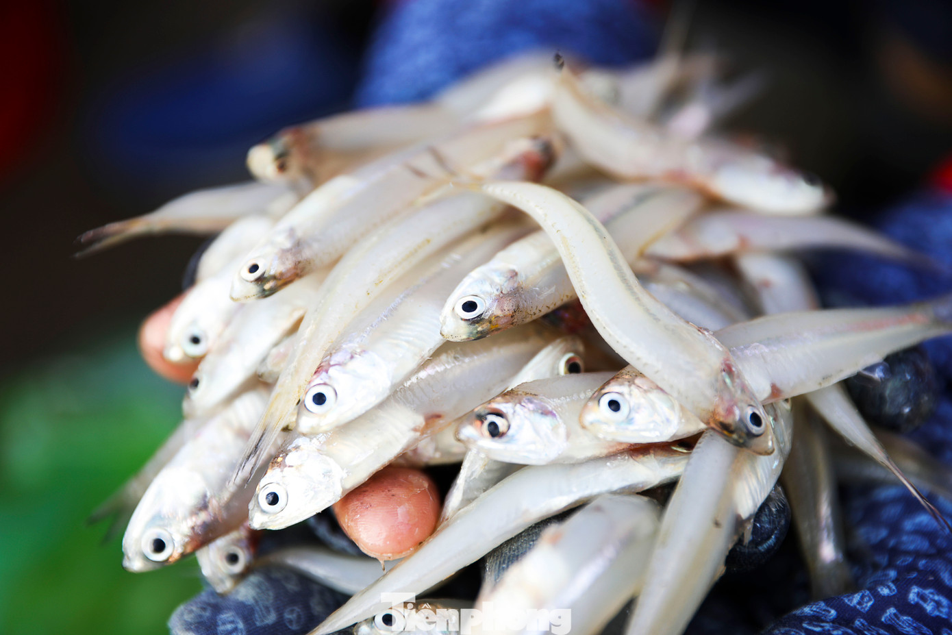 “Tàu ra khơi thuận lợi và đánh bắt được nhiều loại hải sản có giá trị kinh tế, dễ tiêu thụ, giá cả cao hơn so với ngày thường nên rất phấn khởi. Sau khi vào cảng, chúng tôi bán hết hải sản trong buổi sáng. Chiều nay, tàu sẽ chuẩn bị nhiên liệu, thực phẩm để tiếp tục đi biển”, ngư dân Trần Văn Tiến (56 tuổi) cho hay.