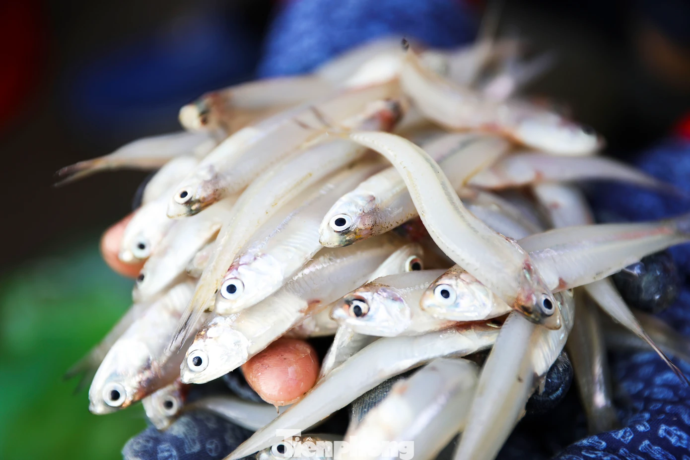 “Tàu ra khơi thuận lợi và đánh bắt được nhiều loại hải sản có giá trị kinh tế, dễ tiêu thụ, giá cả cao hơn so với ngày thường nên rất phấn khởi. Sau khi vào cảng, chúng tôi bán hết hải sản trong buổi sáng. Chiều nay, tàu sẽ chuẩn bị nhiên liệu, thực phẩm để tiếp tục đi biển”, ngư dân Trần Văn Tiến (56 tuổi) cho hay.