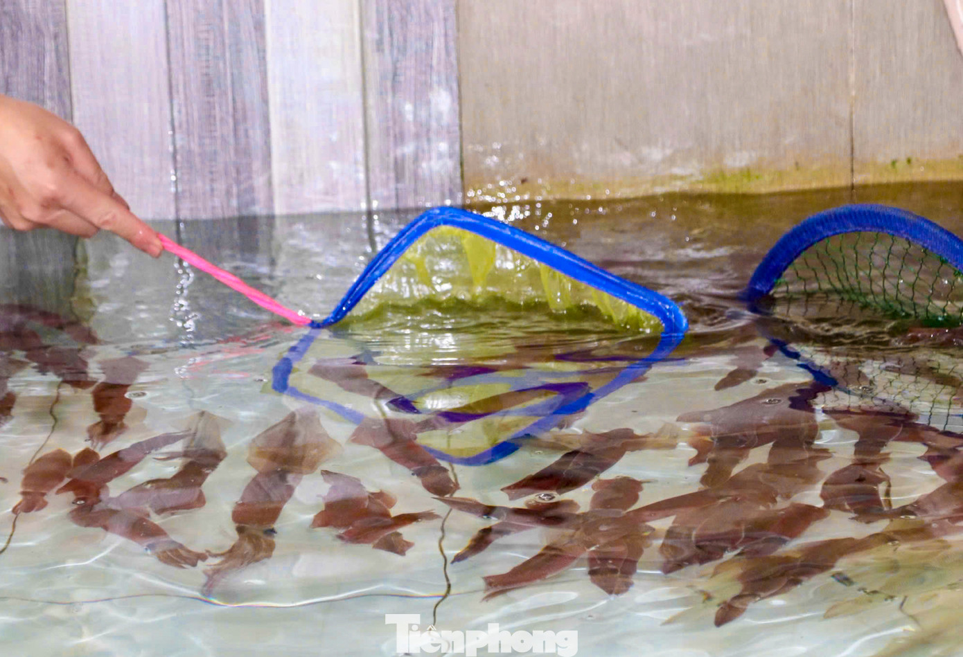 Đơn cử như các loại tôm hùm hiện đang được bán với mức giá từ 1 - 1,3 triệu đồng/kg, cao hơn so với dịp trước lễ từ 100.000 - 250.000 đồng/kg tùy loại và kích cỡ. Mực nhảy có giá 750 - 800.000 đồng/kg, tăng 100 - 150.000 đồng/kg so với trước đó. Ngoài ra, các loại hải sản phổ biến khác như: cá mú, tôm và các loại sò cũng ghi nhận mức tăng từ 20 - 40.000 đồng/kg tùy loại.