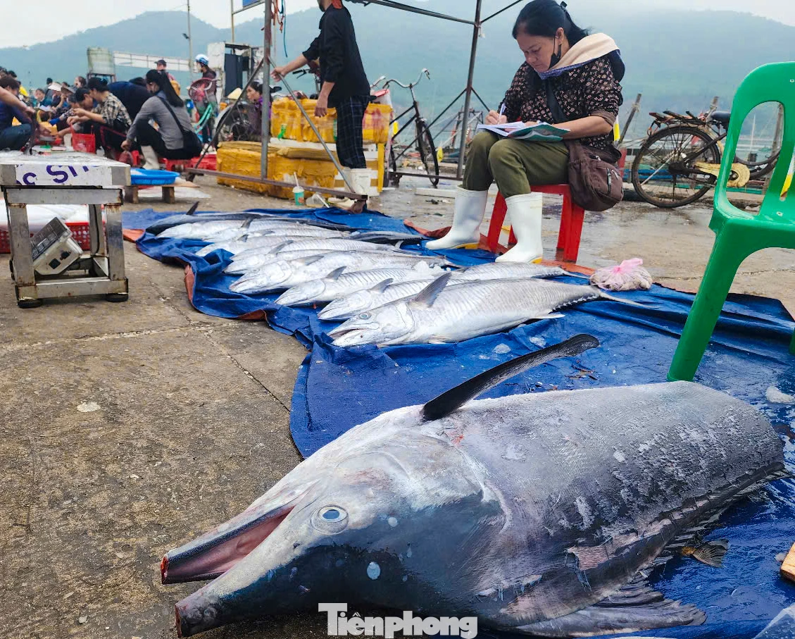 Ông Phan Văn Phú, Phó Phòng điều độ và dịch vụ hậu cần (Ban Quản lý các cảng cá và khu neo đậu tránh trú bão tàu cá Hà Tĩnh), cho biết: Mỗi ngày có hàng trăm lượt tàu thuyền ra - vào các cảng cá ở Hà Tĩnh, chủ yếu là tàu đánh bắt ở vùng lộng, ven bờ. Giá cả các loại hải sản dịp nghỉ lễ cũng tăng khoảng 10-15% so với những ngày bình thường. Sau mỗi chuyến biển, bà con ngư dân có thu nhập kinh tế đáng kể nên rất phấn khởi.