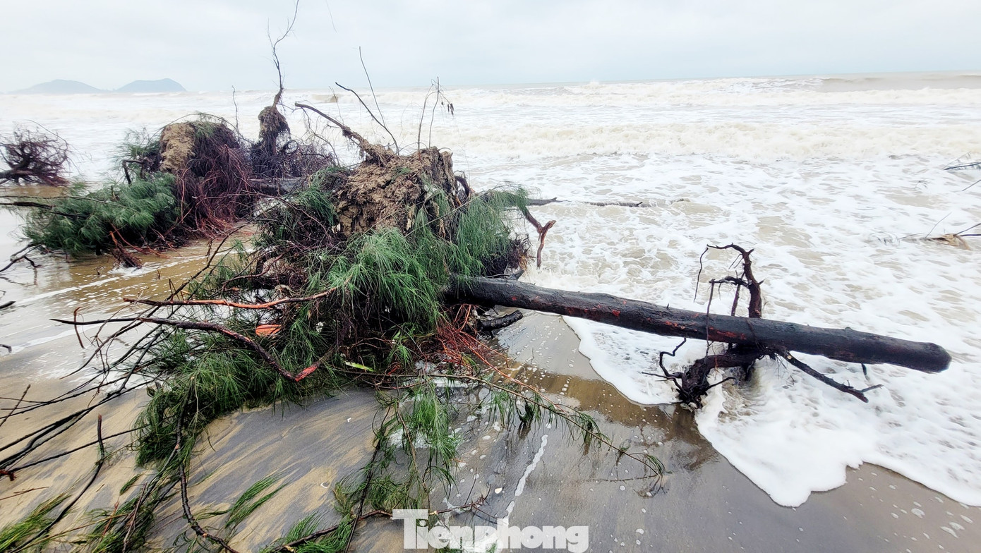 Nhiều gốc phi lao hàng chục năm tuổi bị sóng đánh bật gốc, gãy đổ.