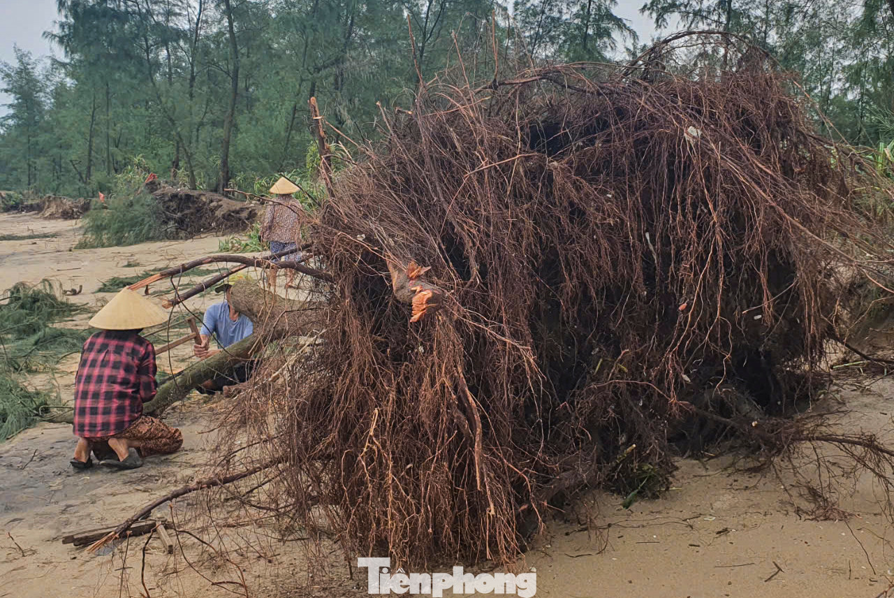 Nhiều gốc phi lao hàng chục năm tuổi bị sóng đánh bật gốc, gãy đổ.
