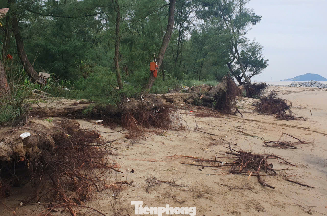 Nhiều gốc phi lao hàng chục năm tuổi bị sóng đánh bật gốc, gãy đổ.
