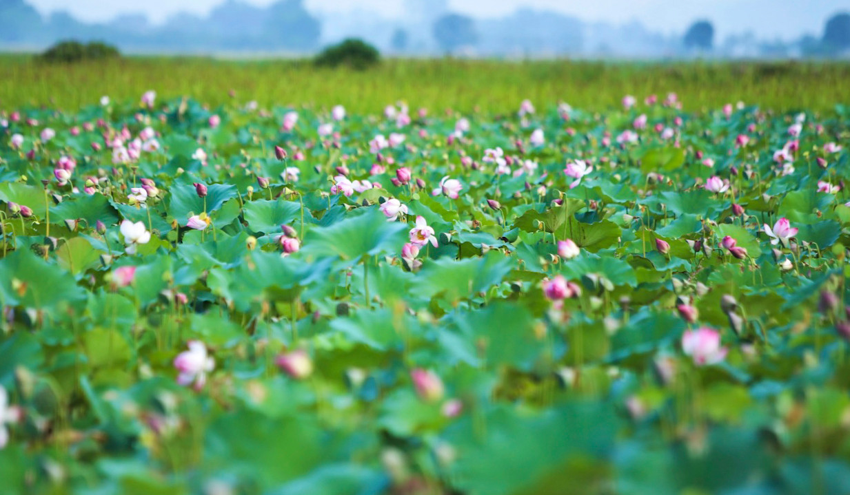 Nhiều năm qua, trên các cánh đồng thấp trũng, sình lầy ở Hà Tĩnh được “khoác áo mới” với màu sắc rực rỡ, hương thơm ngào ngạt của cây hoa sen. Sen giúp người nông dân có thêm thu nhập khá từ các sản phẩm của cây sen như: Đài, hoa, củ sen...
