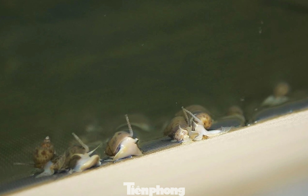 Nhiều ao nuôi phải rút cạn, xử lý sau vụ ốc chết. Người nuôi phải đặt túi đựng chất khử khuẩn Cloramin B để xử lý nước vào ao.