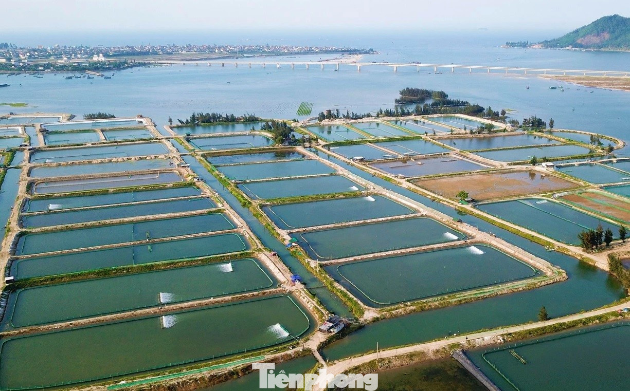 Vùng Cồn Vạn xã Cẩm Lĩnh có khoảng 21ha ao nuôi ốc hương