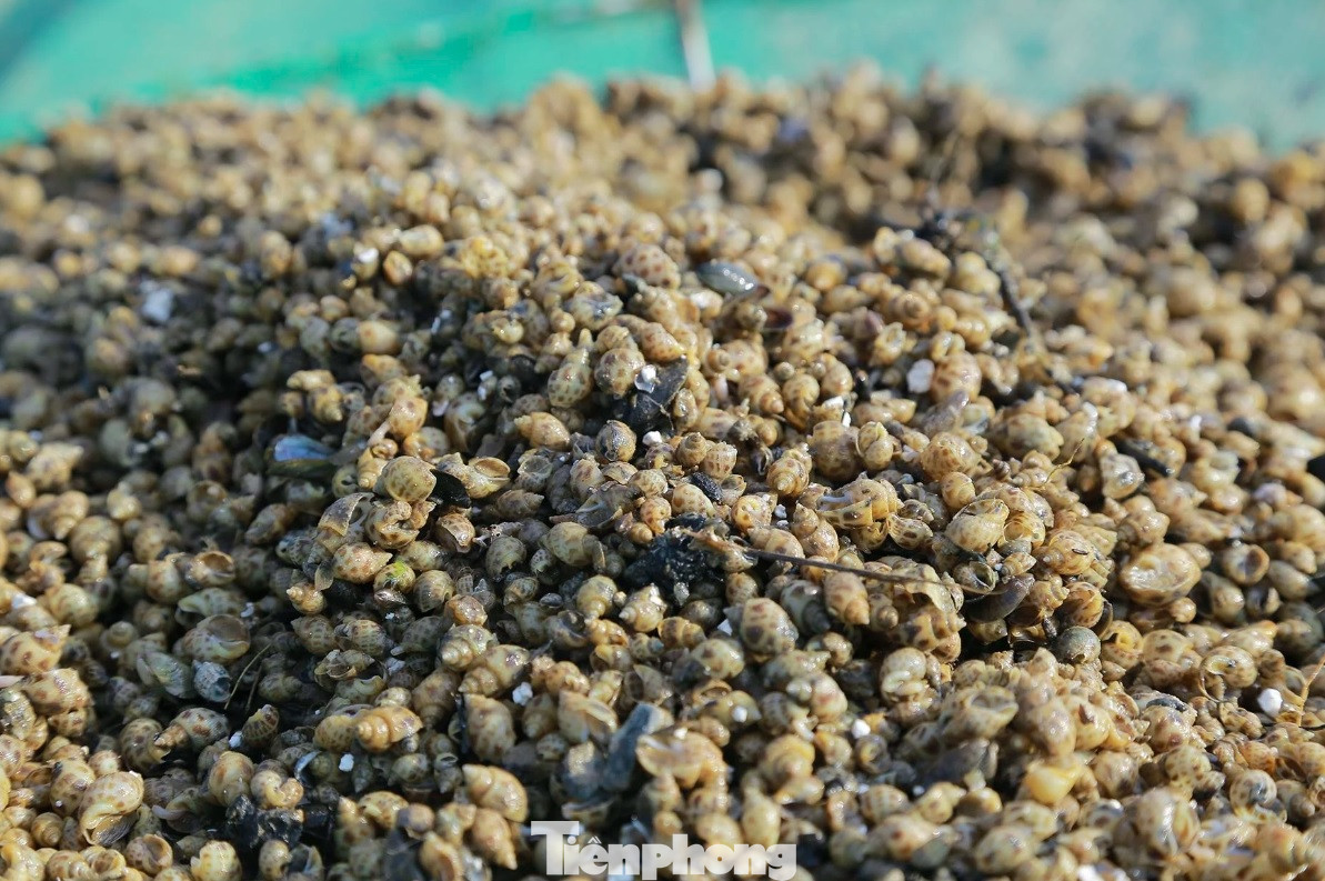 Ốc hương thả nuôi chưa được 1 tháng đã chết hàng loạt.