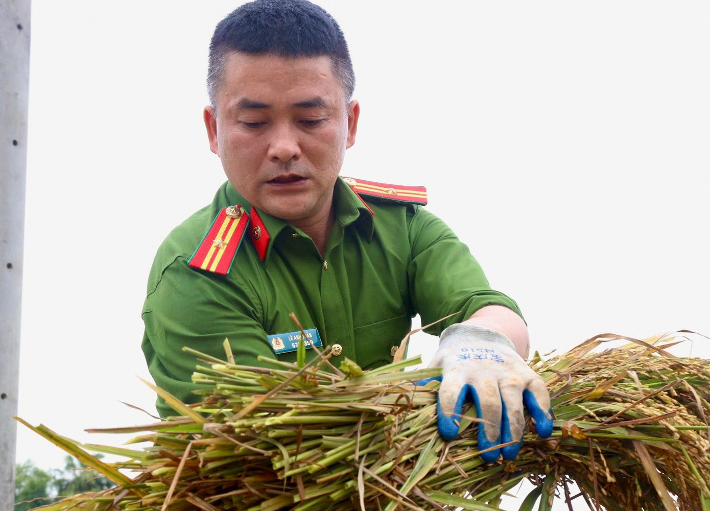 Không chỉ giúp bà con gặt lúa, lực lượng Công an còn hỗ trợ vận chuyển lúa về nhà dân, kê bạt phơi lúa, giúp dân ổn định đời sống sau thiên tai. Cùng với lực lượng Công an chính quy, trên những cánh đồng ở Hà Tĩnh lực lượng Công an viên và tổ bảo vệ dân phố, dân quân tự vệ cũng được huy động tối đa. Nhiều người vừa trực đảm bảo an ninh trật tự, vừa tranh thủ thời gian xuống đồng hỗ trợ bà con thu hoạch. Trong ảnh là cán bộ, chiến sĩ Công an xã Thạch Ngọc (huyện Thạch Hà) hỗ trợ người dân gặt, vận chuyển lúa về nhà.