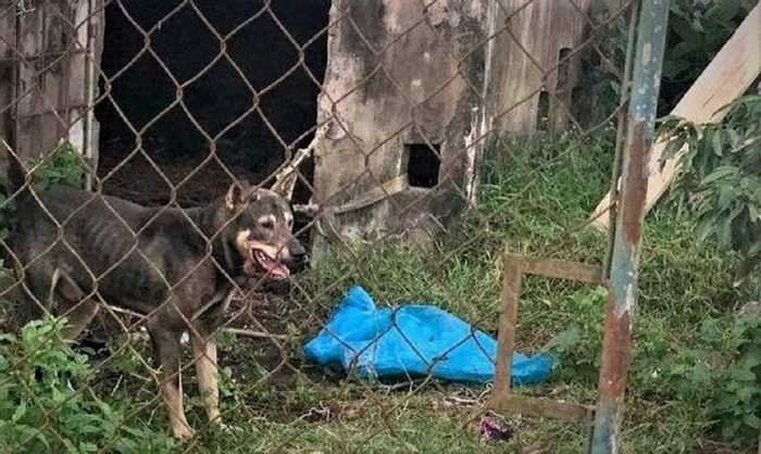 Con chó cắn chết chị Phạm Thị N..