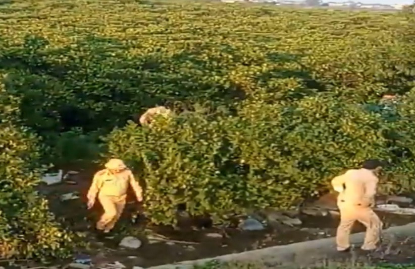 Công an áp sát khu vực rừng bần truy tìm các tội phạm bỏ trốn.